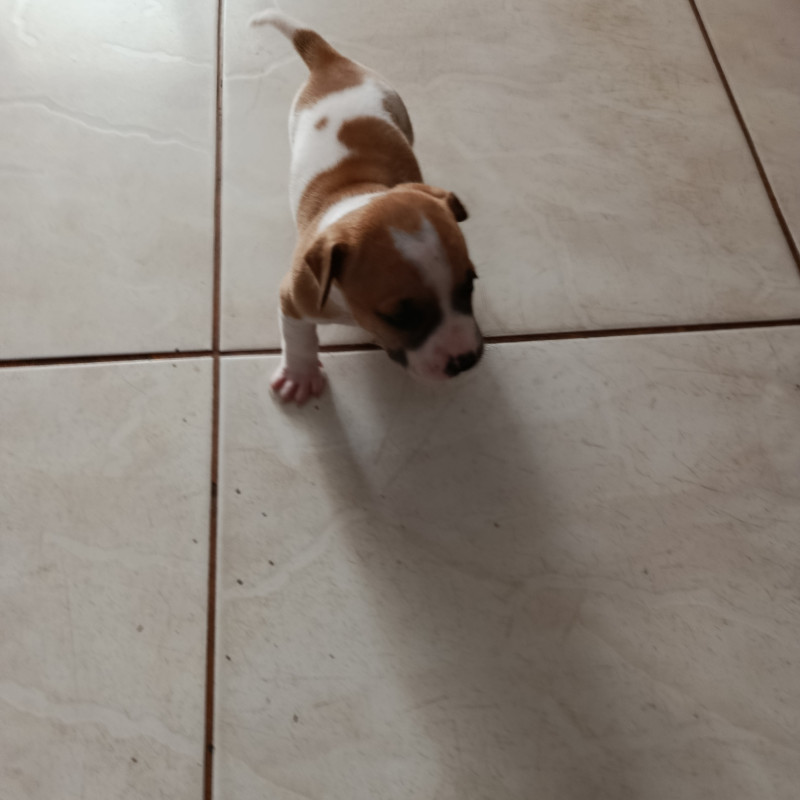 Filhotes pitbull com vira lata - Foto 1