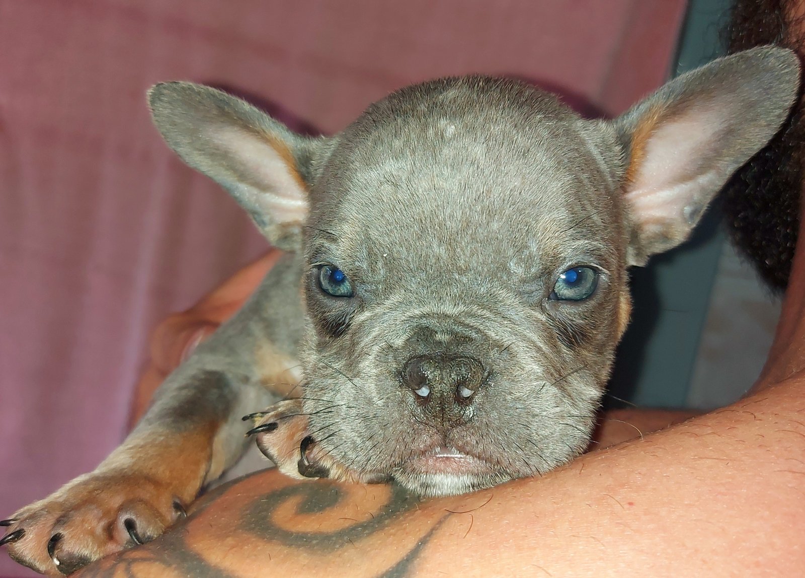 American bully micro  - Foto 1