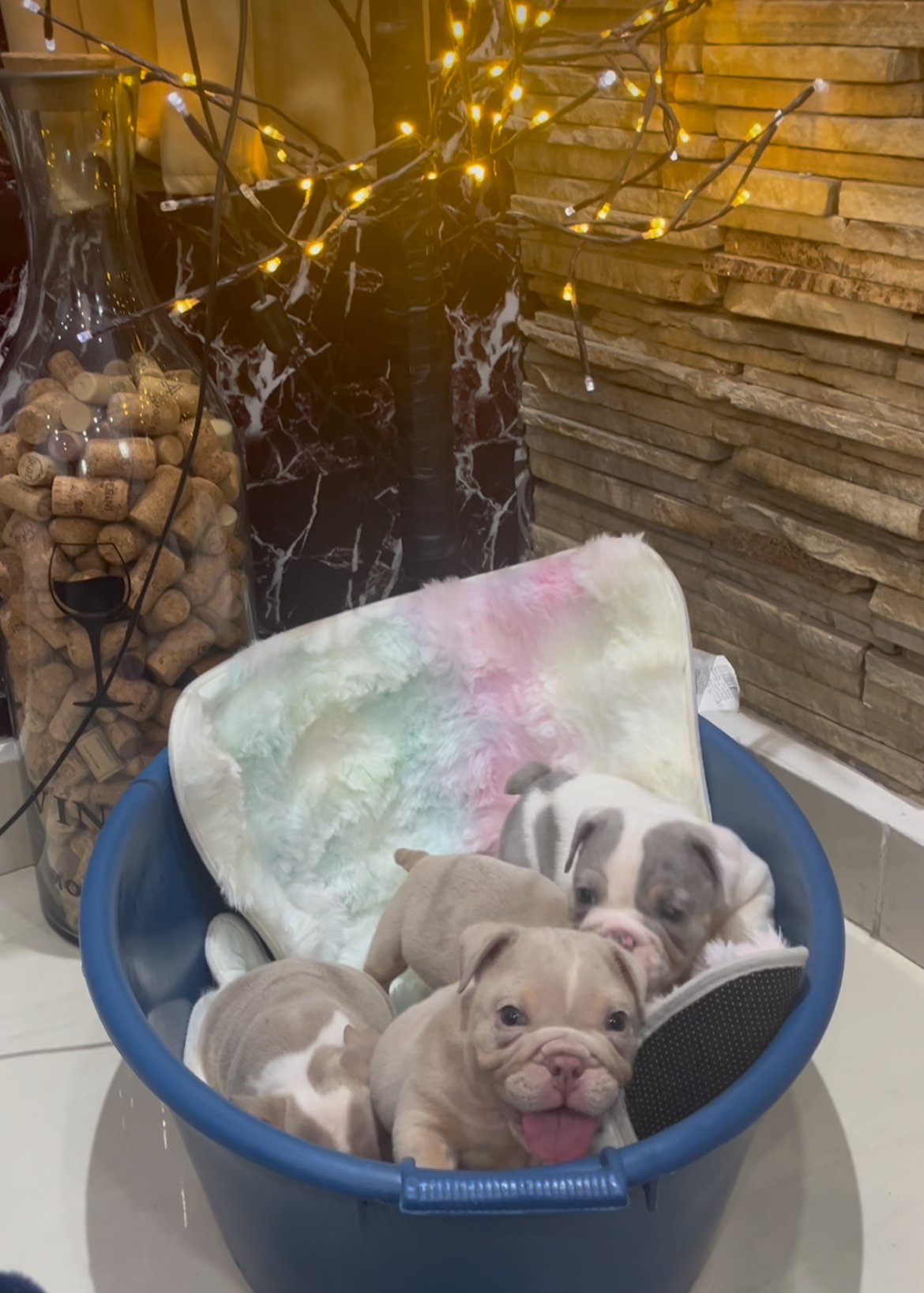 Bulldog inglês 