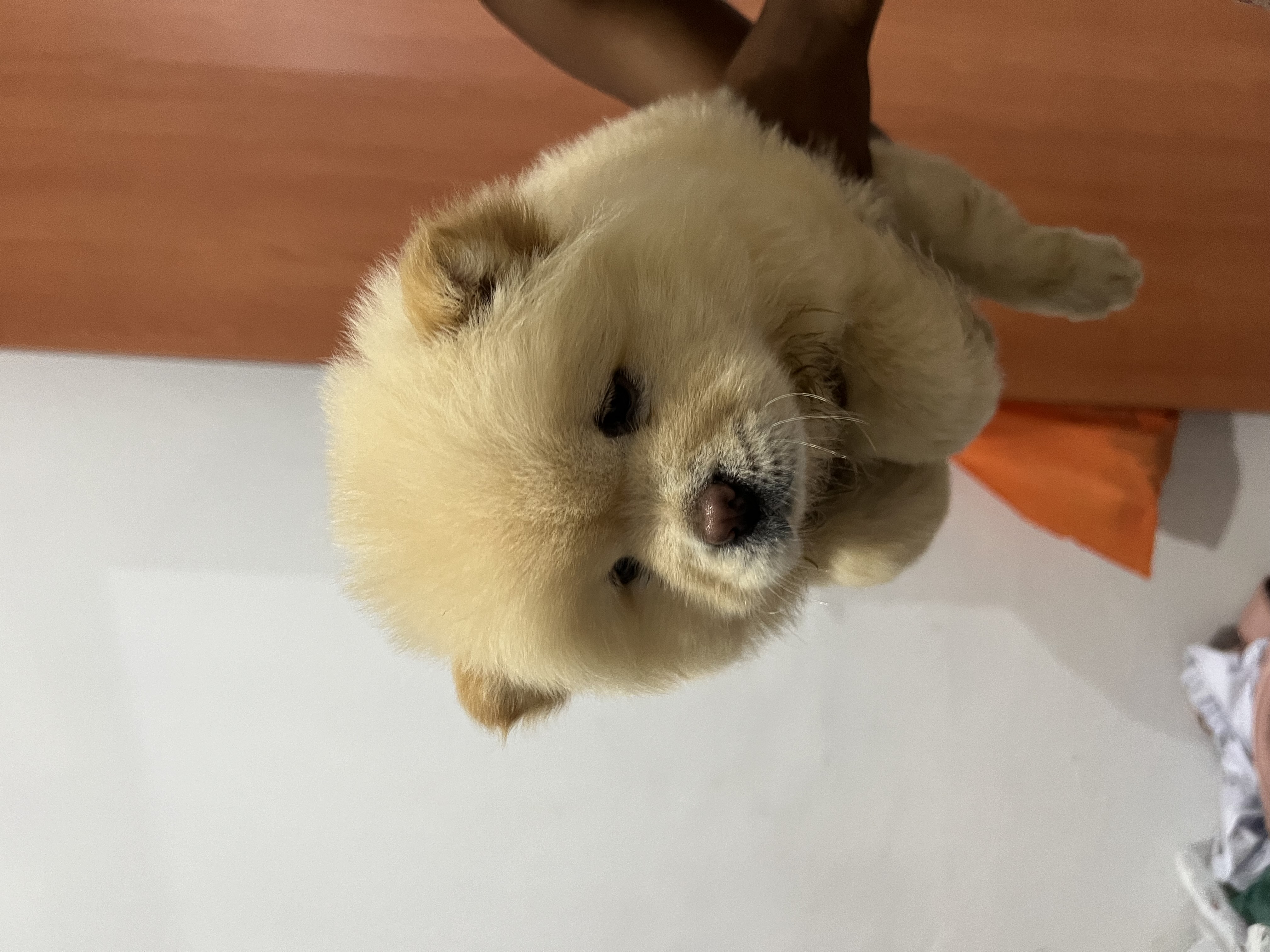 Chow chow  - Foto 2