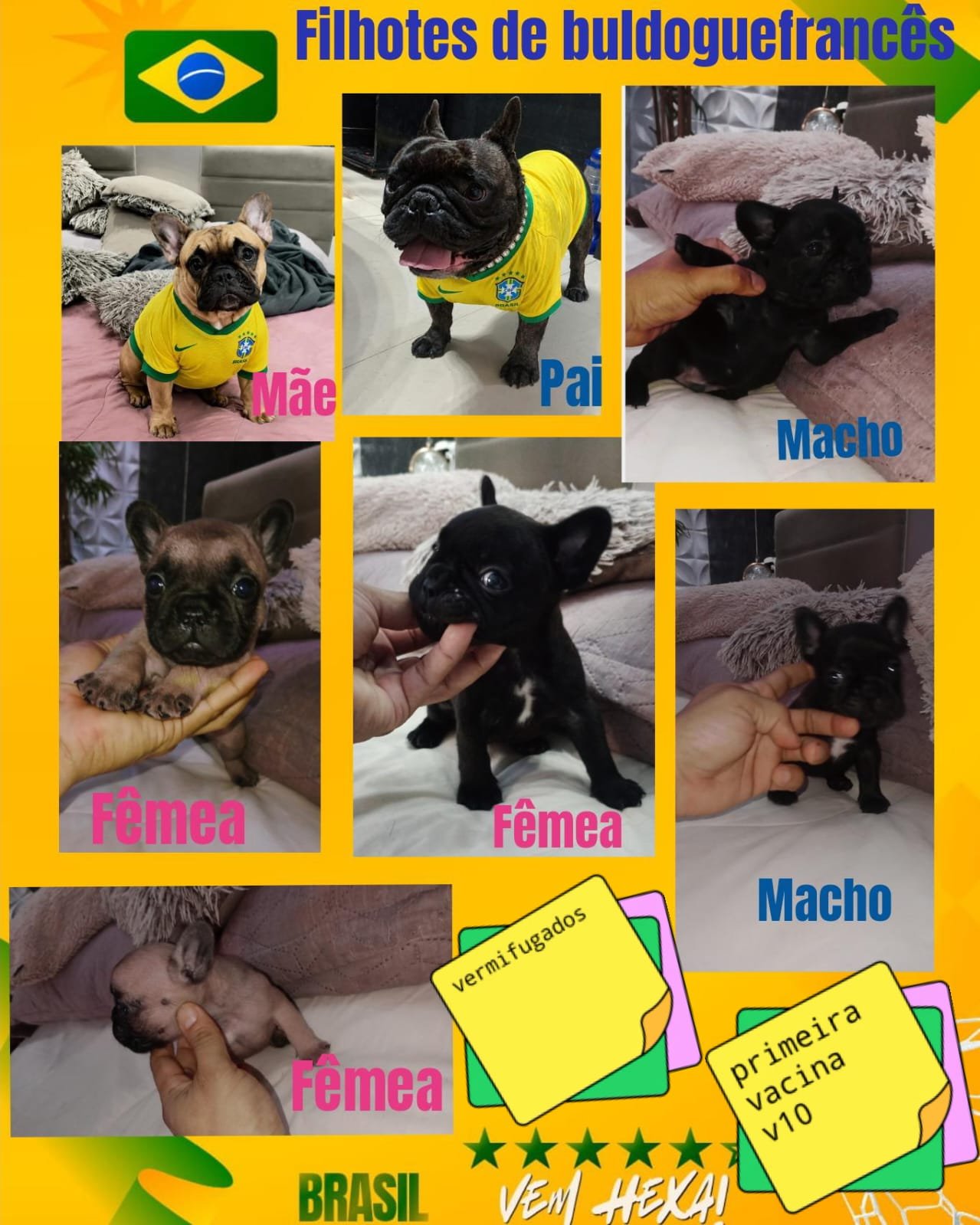 Filhotes de buldogue francês  - Foto 1