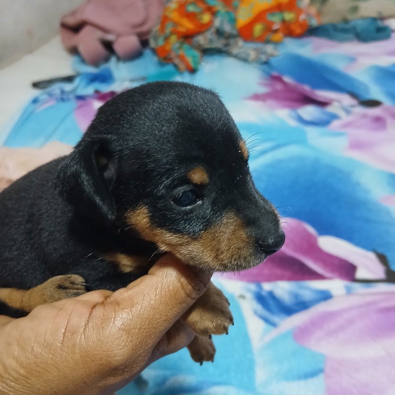Filhotes de pinscher n⁰ 1