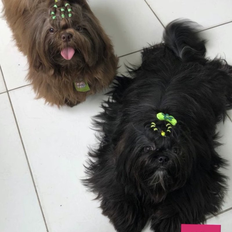 Filhotes Shih Tzu