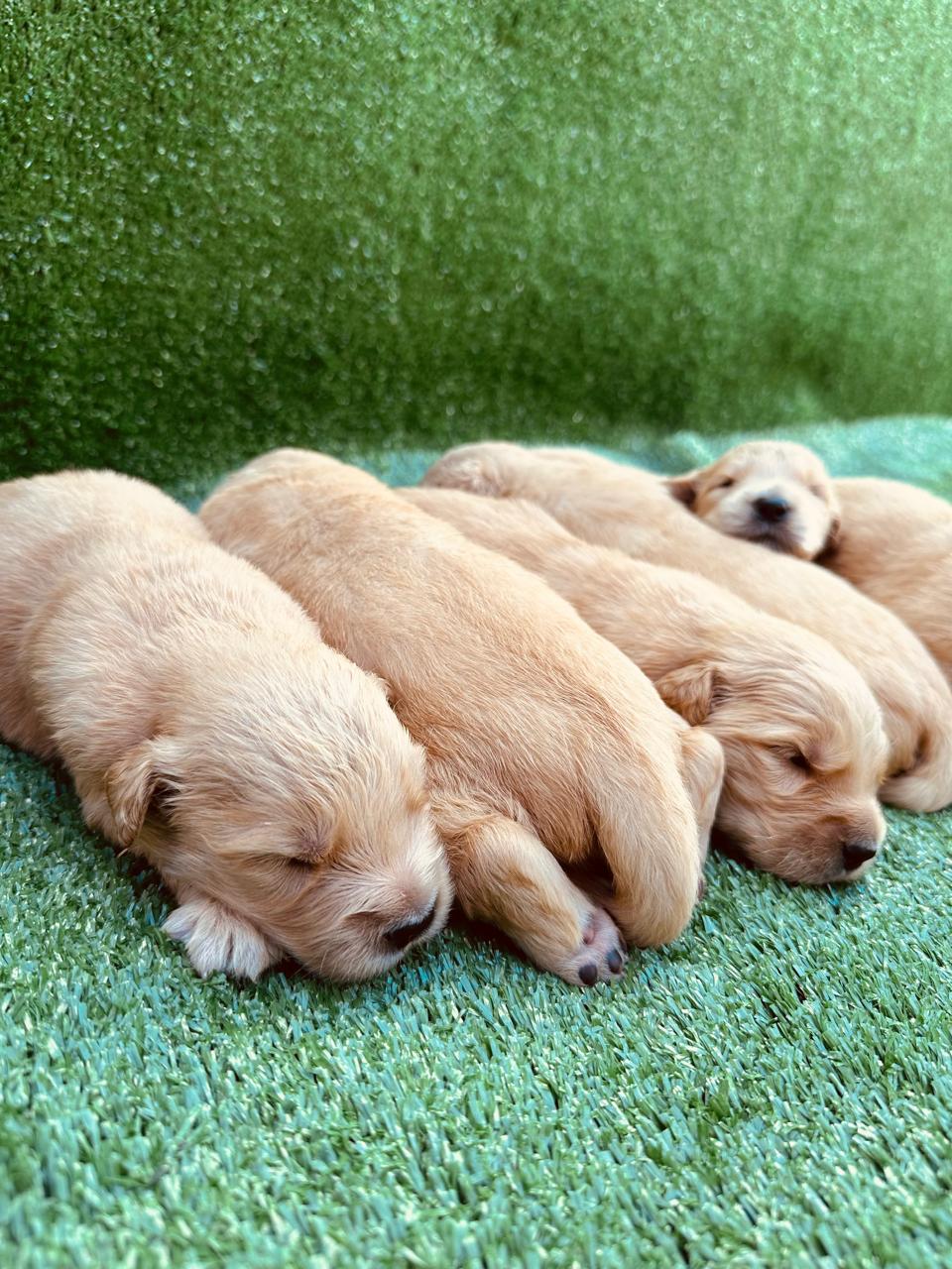 filhotes de Golden Retriever Fortaleza