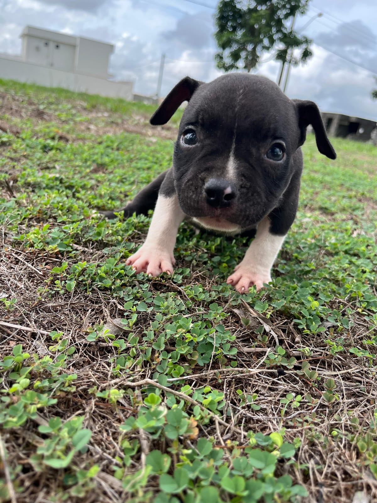 Portal Vendocão Filhotes AMERICAN BULLY Pocket Bragança