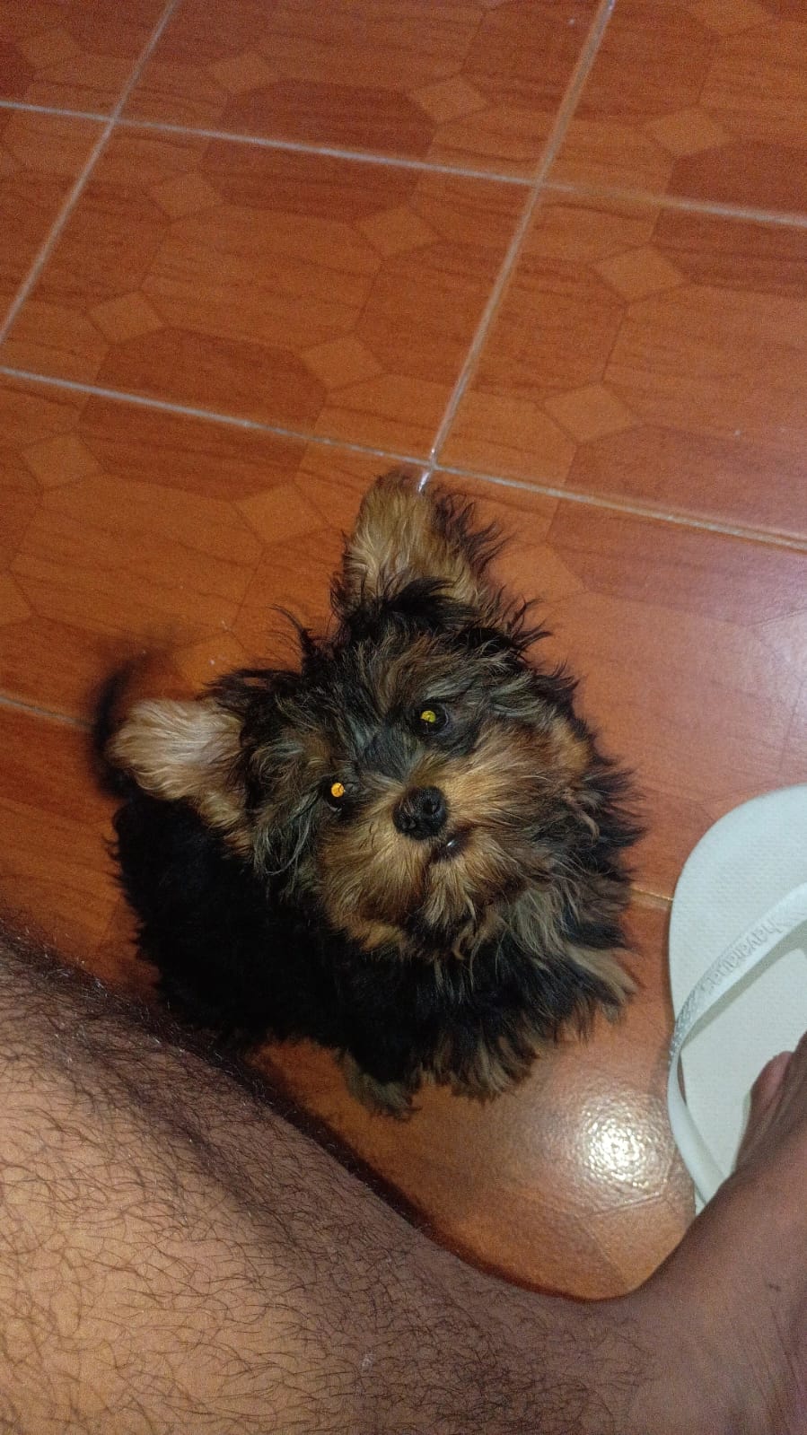 VENDO YORKSHIRE TERRIER  - Foto 3
