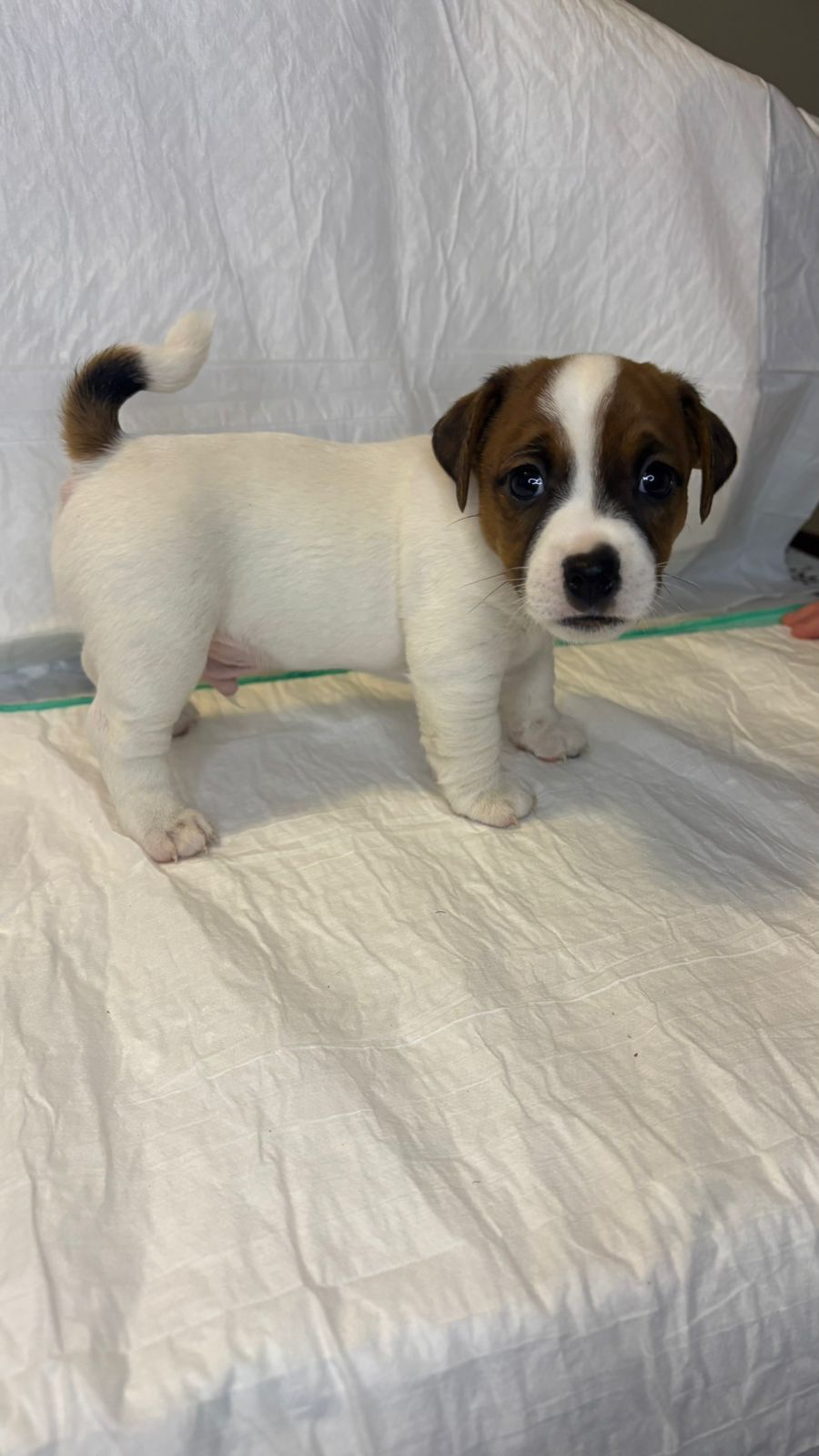 Portal Vendocão lindos jack russel Nova Friburgo