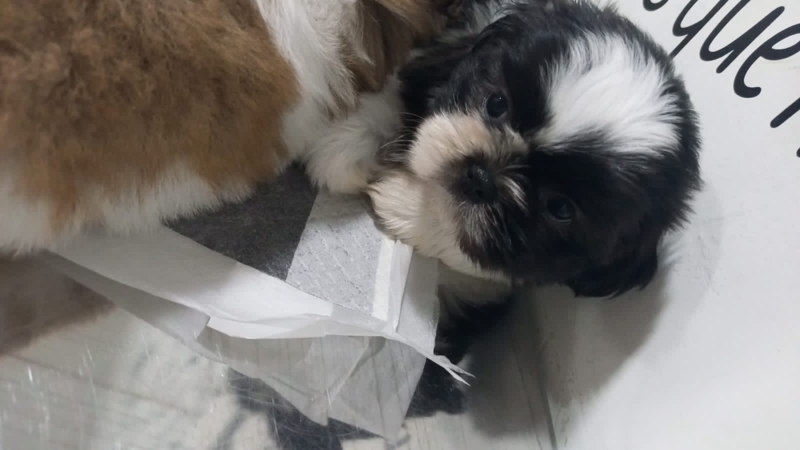 Filhote de Shih Tzu