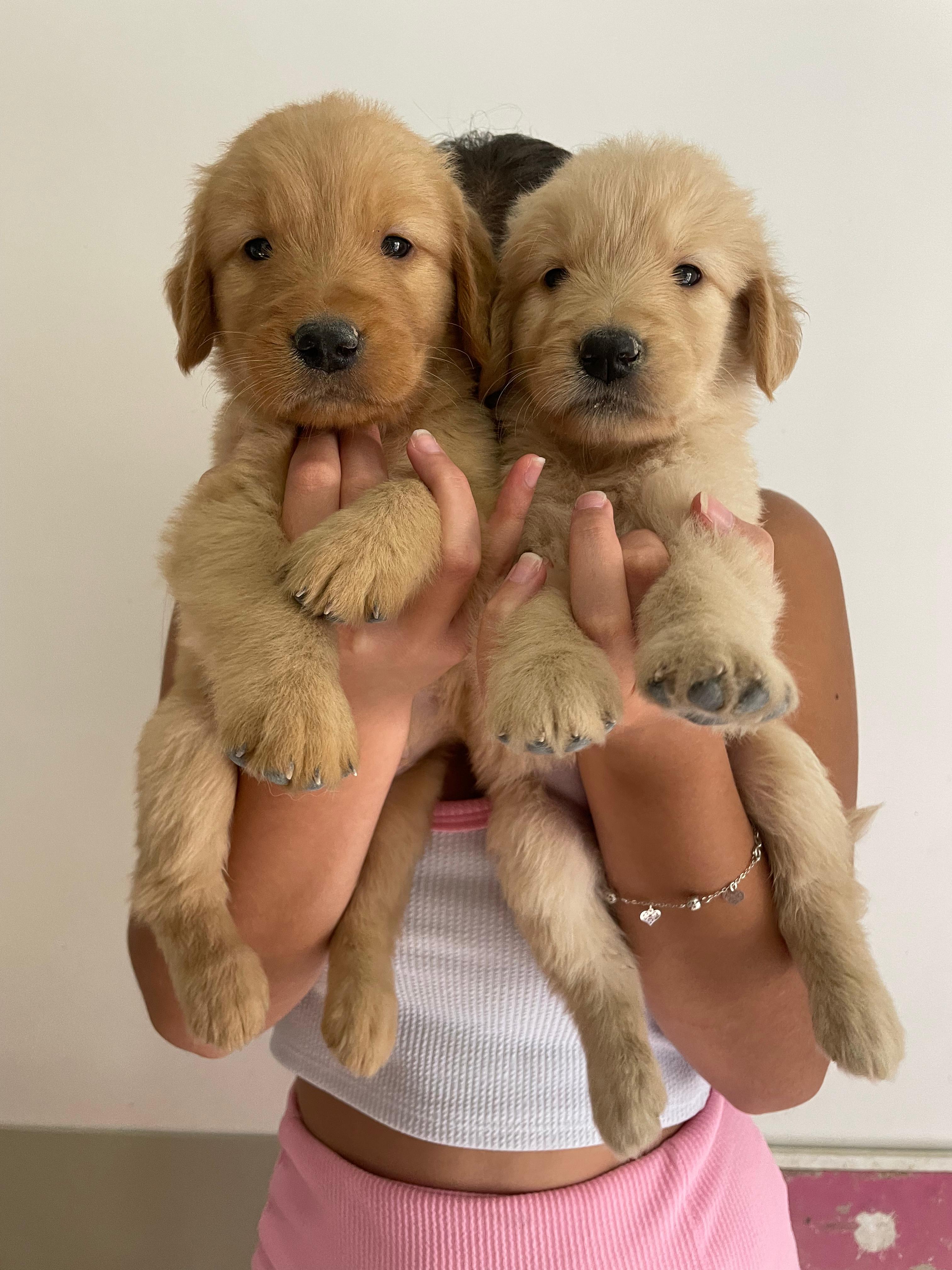 Portal Vendocão Filhotes de Golden Retriev1er  São José dos Campos 