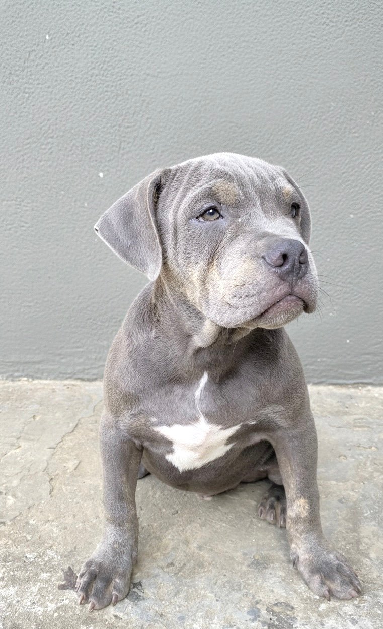 Filhotes de American Bully- POCKET