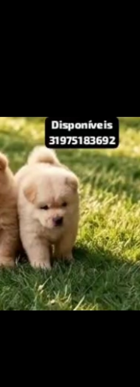 Chow Chow Raça Pura - Foto 2