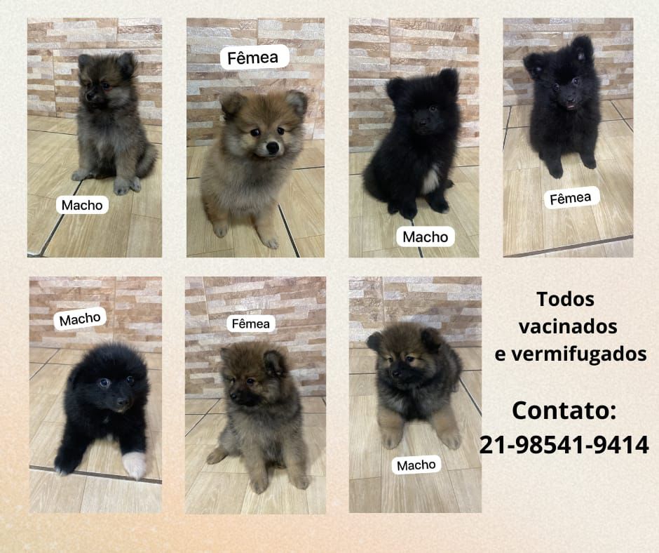 Vendo Filhotes de Spitz Alemão - Foto 1