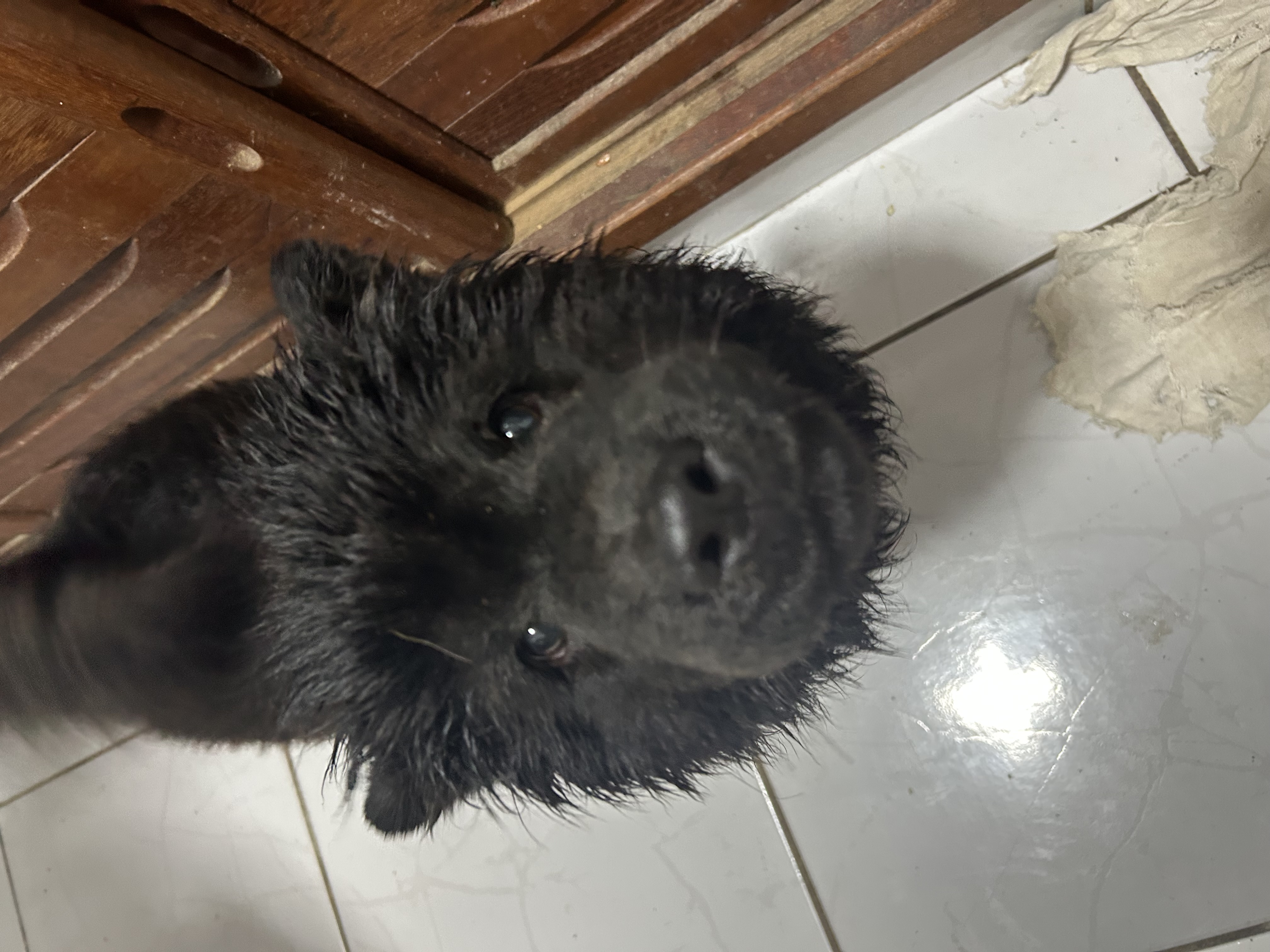 VENDO FILHOTE DE CHOW CHOW - Foto 2