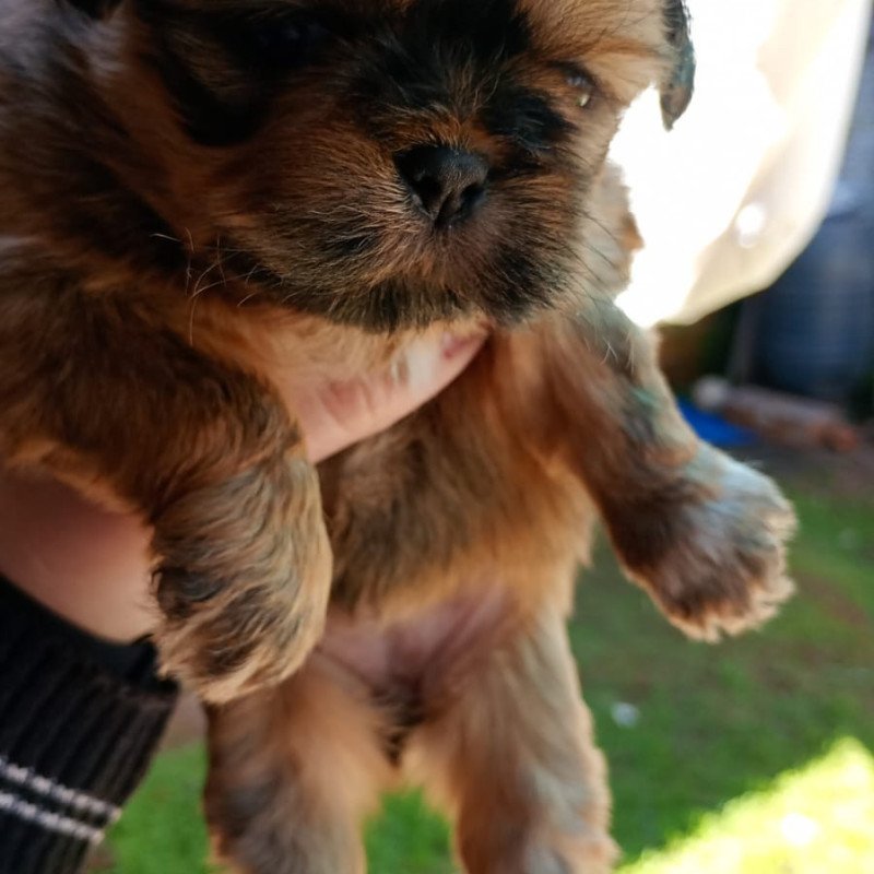Filhotes de shih Tzu - Foto 2