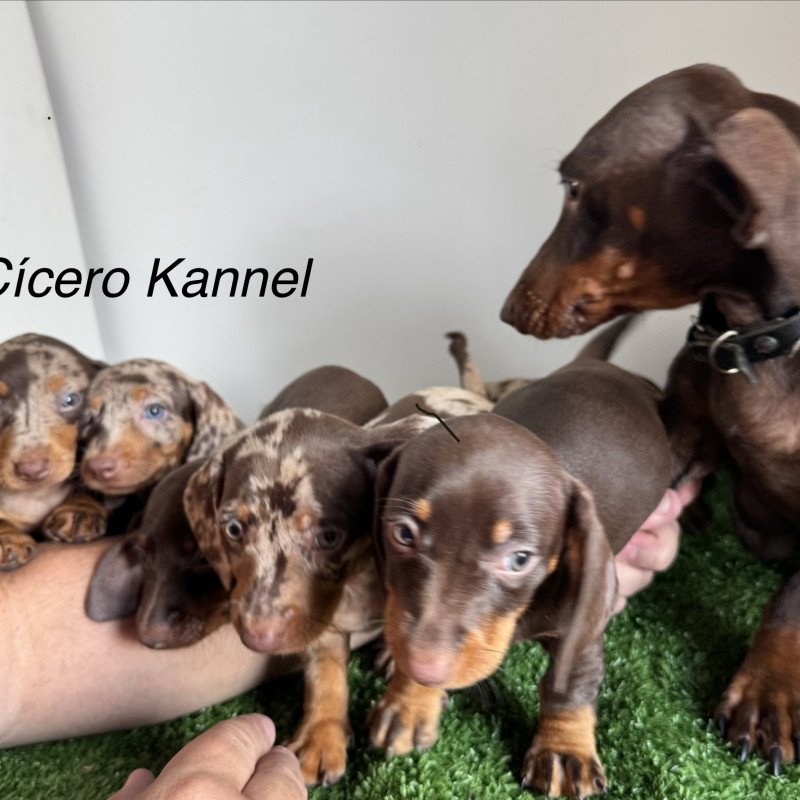 FILHOTES DE DACHSHUND MINIATURA