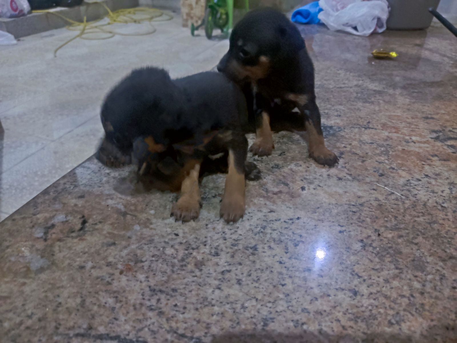 Portal Vendocão Vendo duas cachorras pincher, 300 reais cada Vitória