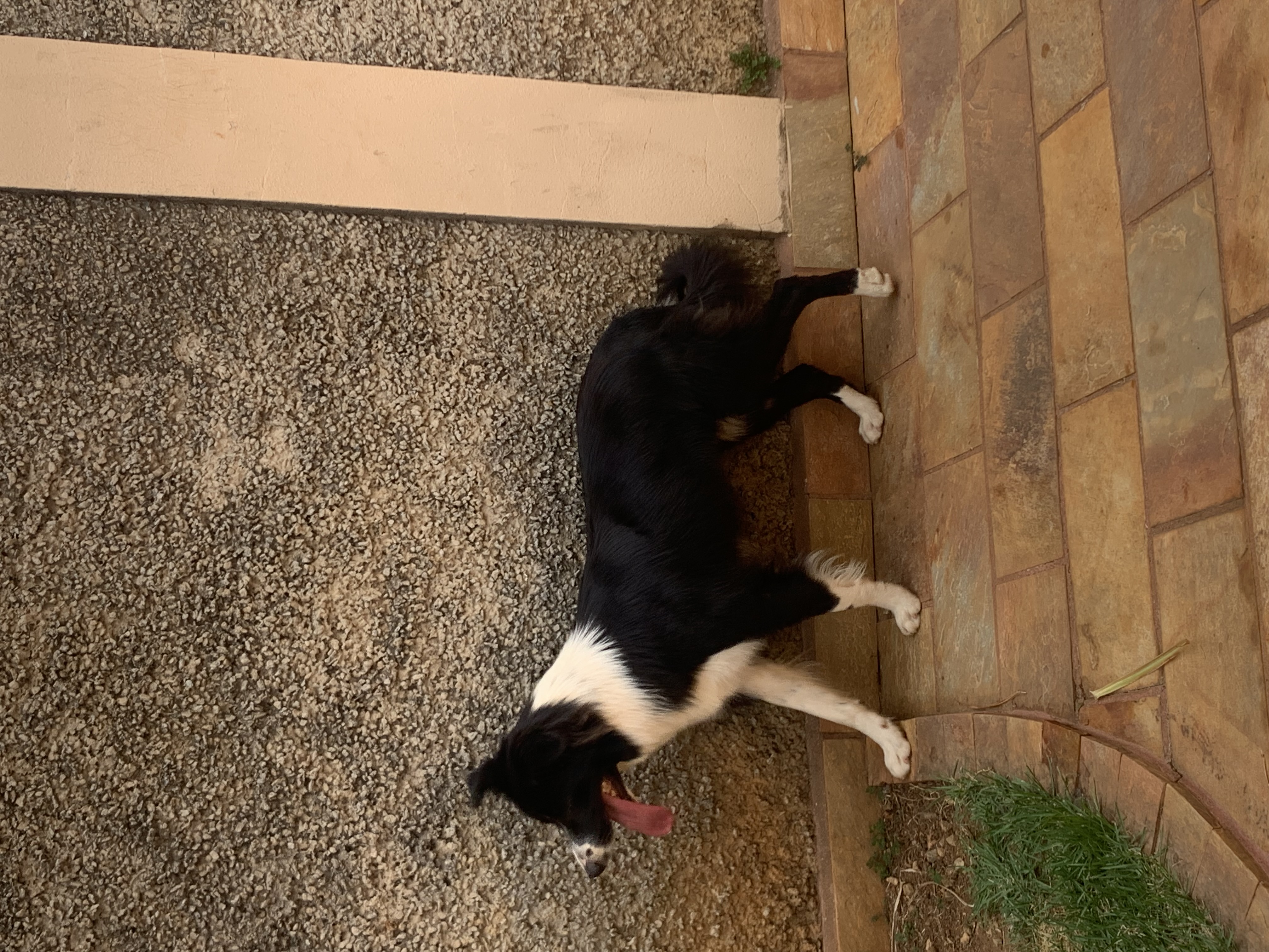 Cadela Border Collie de um ano e meio - Foto 5