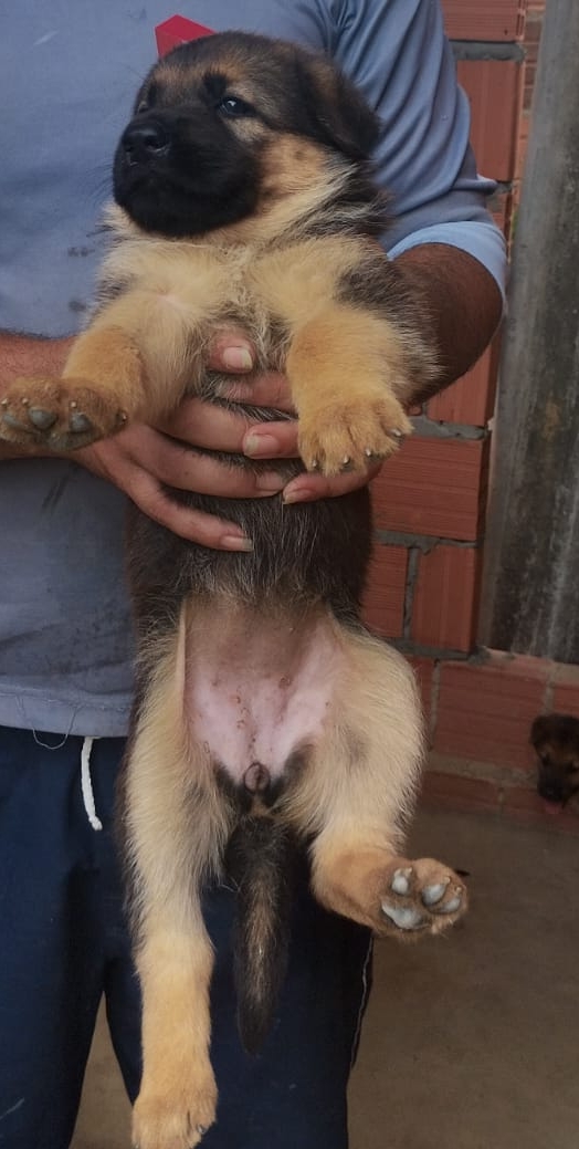 Portal Vendocão Filhotes de pastor alemão  Manaus 