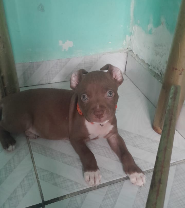 Portal Vendocão Cachorro pitibul pura filhote fêmea  São luis