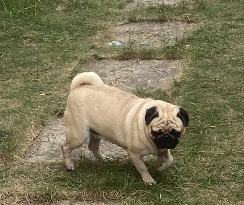 Portal Vendocão Pug fêmea  Itaboraí 