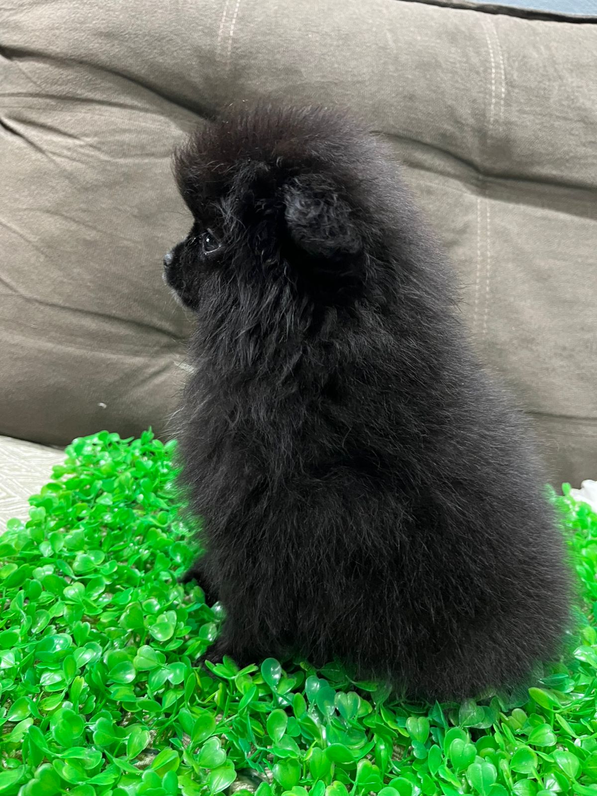 Spitz alemão 