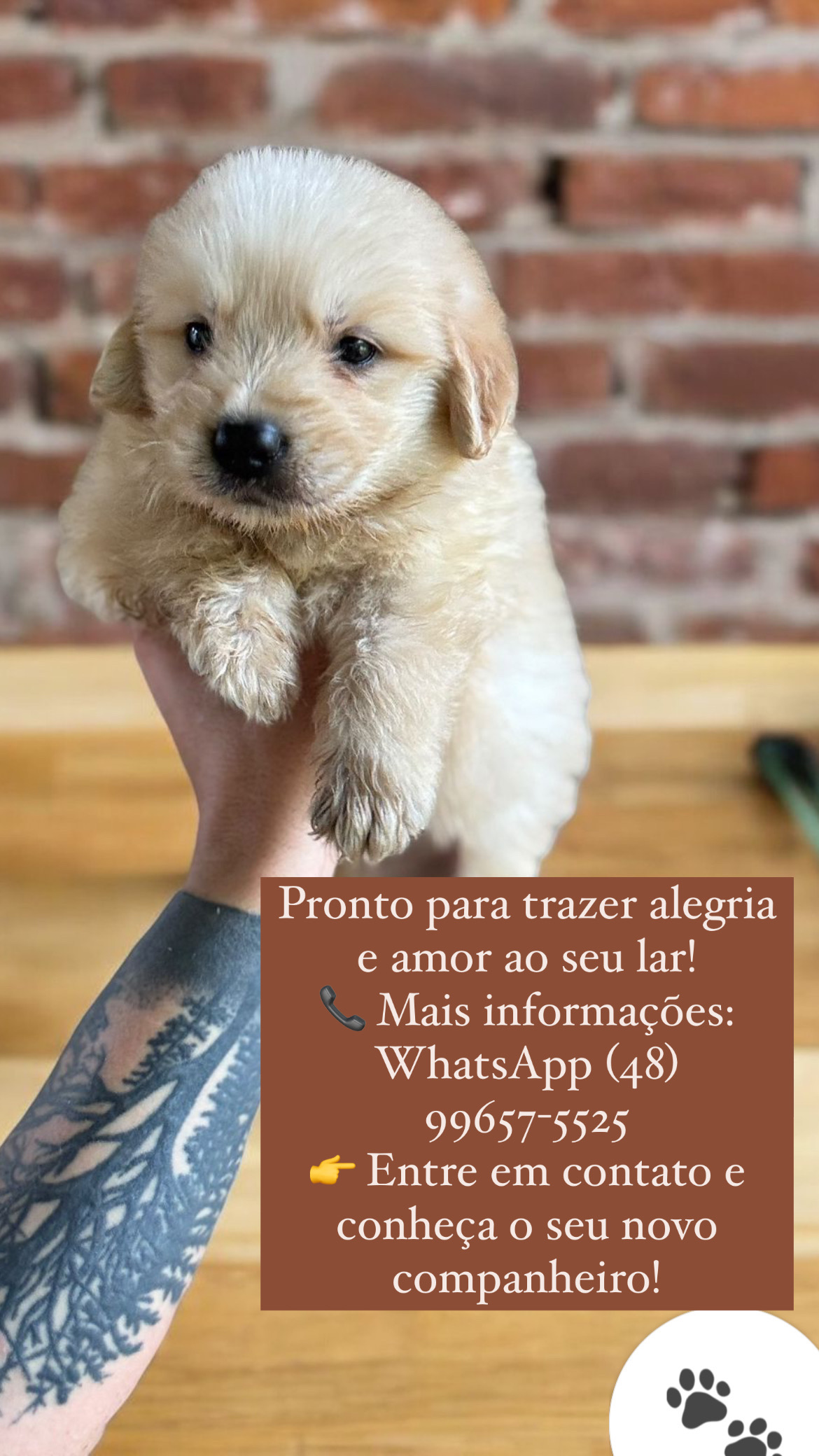 Portal Vendocão Lindos filhotes de Golden Retriever São José 