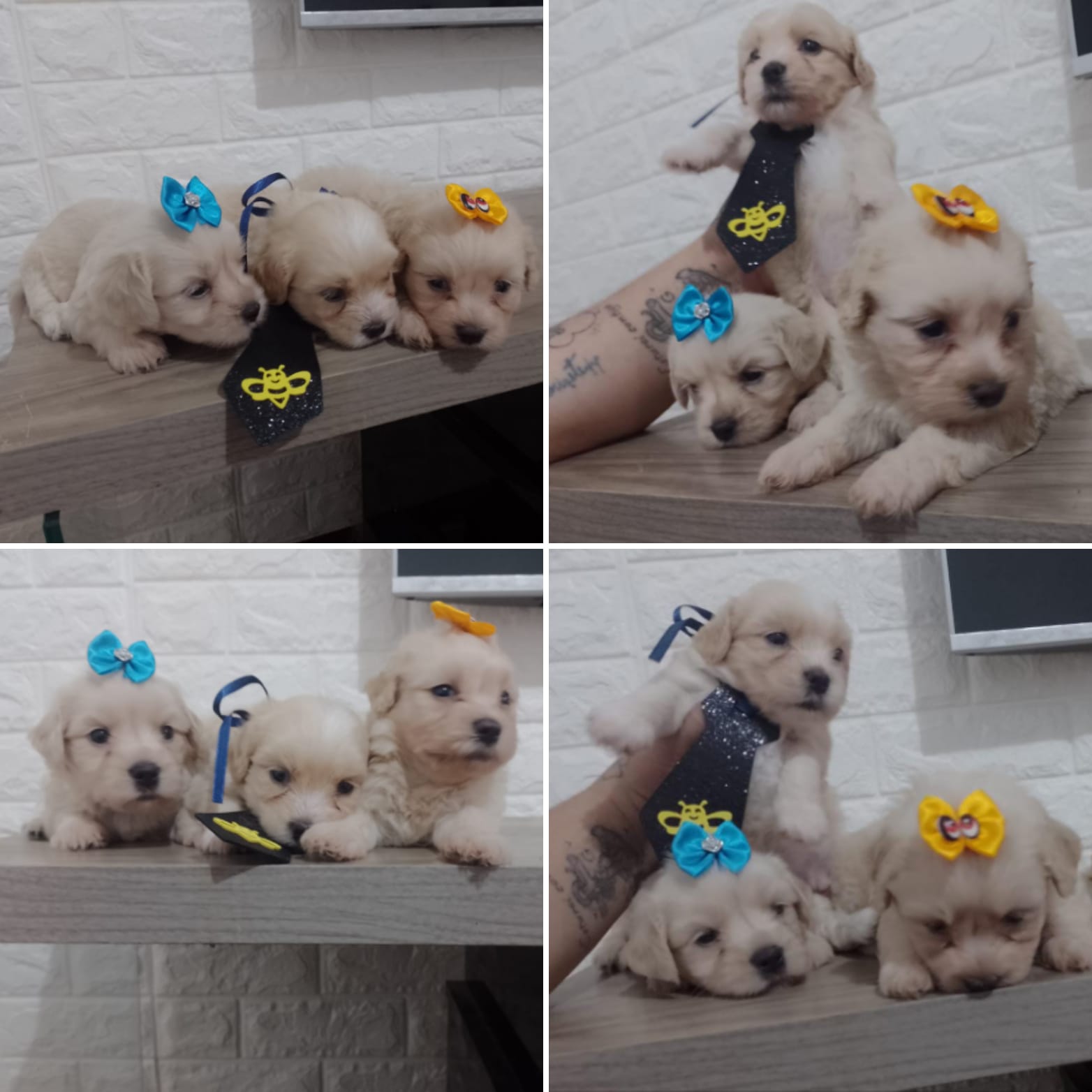Portal Vendocão Filhotes Lhasa Apso Paulista