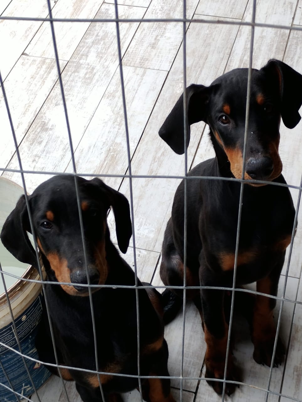 Filhotes de Dobermann com pedigree CBKC 