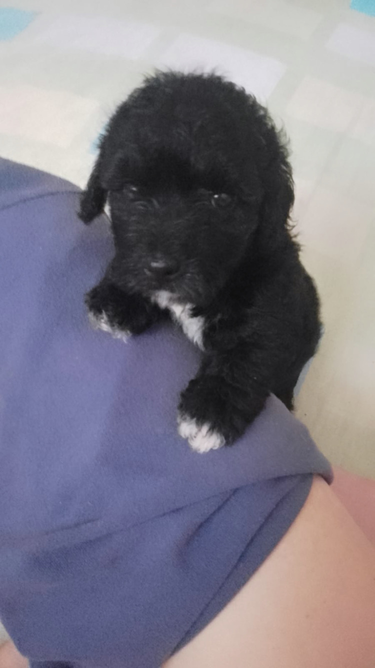 Portal Vendocão Vendo Filhote de poodle fêmea  São Luís 
