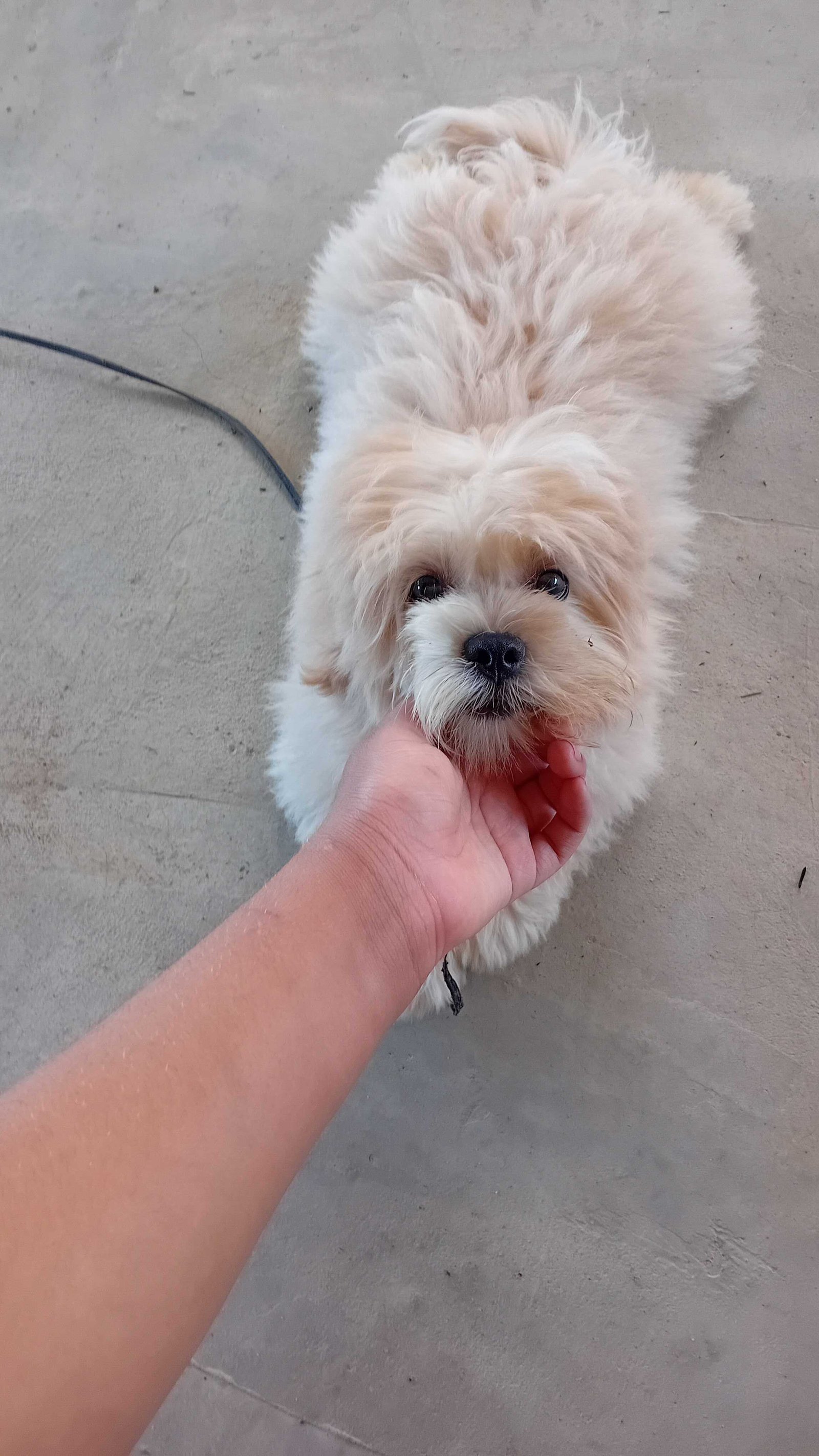 Filhotes de shih tzu - Foto 1