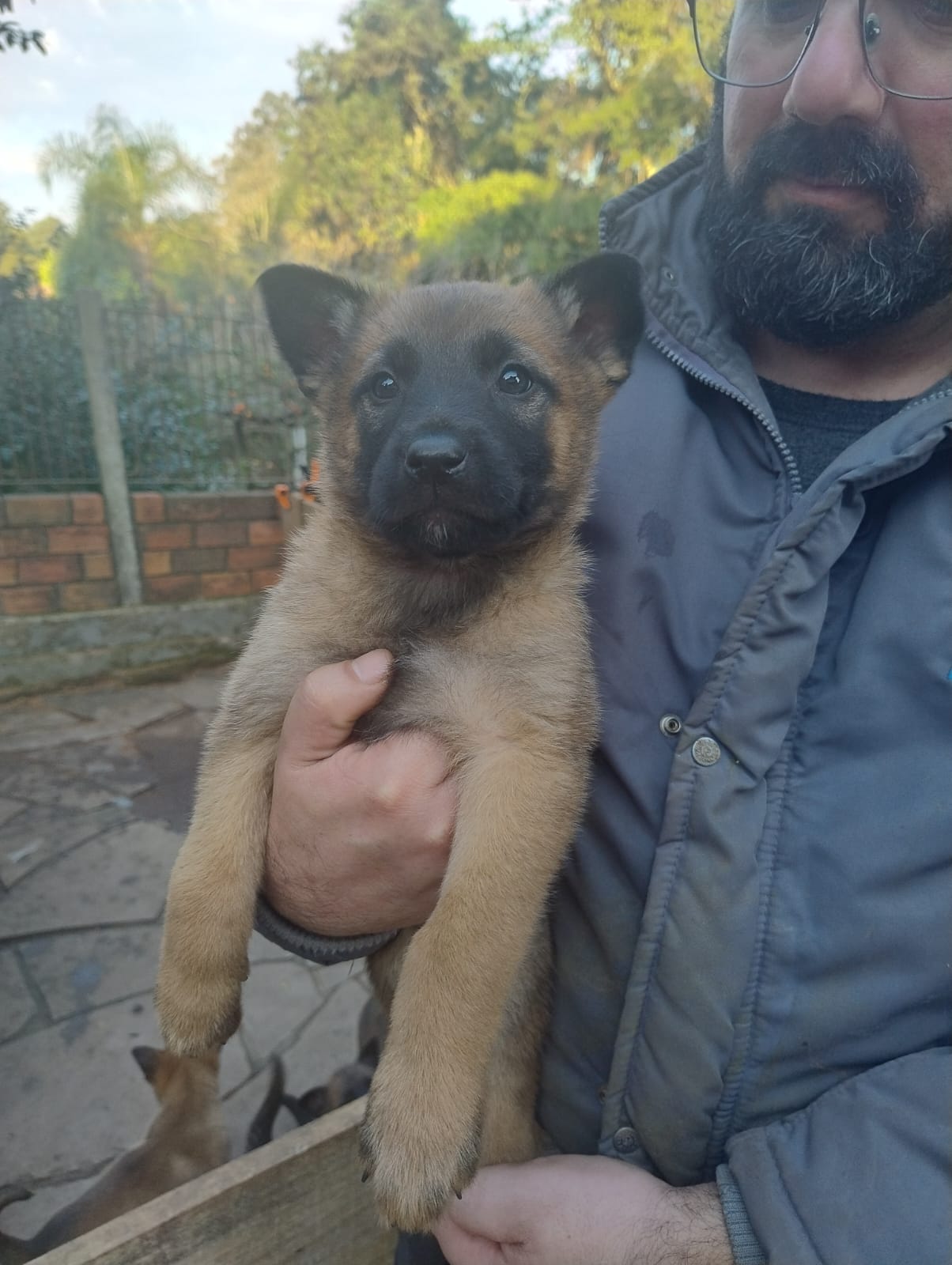 Portal Vendocão Vendo Filhotes de Pastor Belga Malinois Gravataí