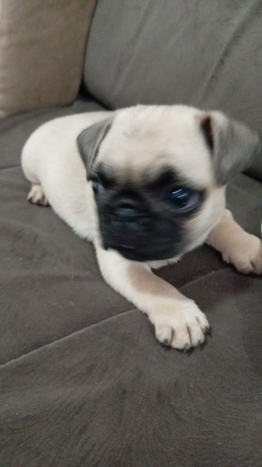 Portal Vendocão Pug Filhote Macho Goiânia
