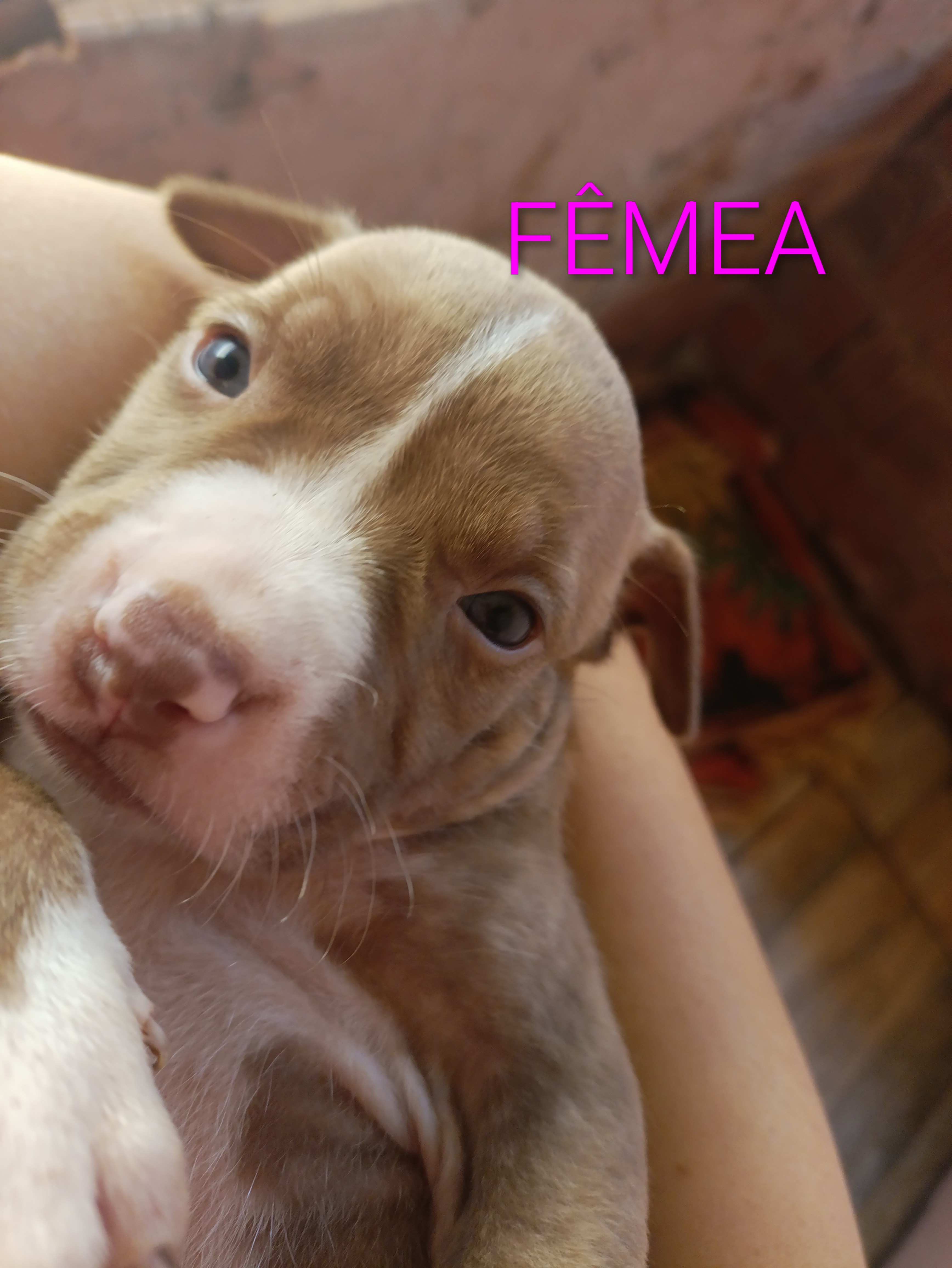 Portal Vendocão Pitbull Campo grande