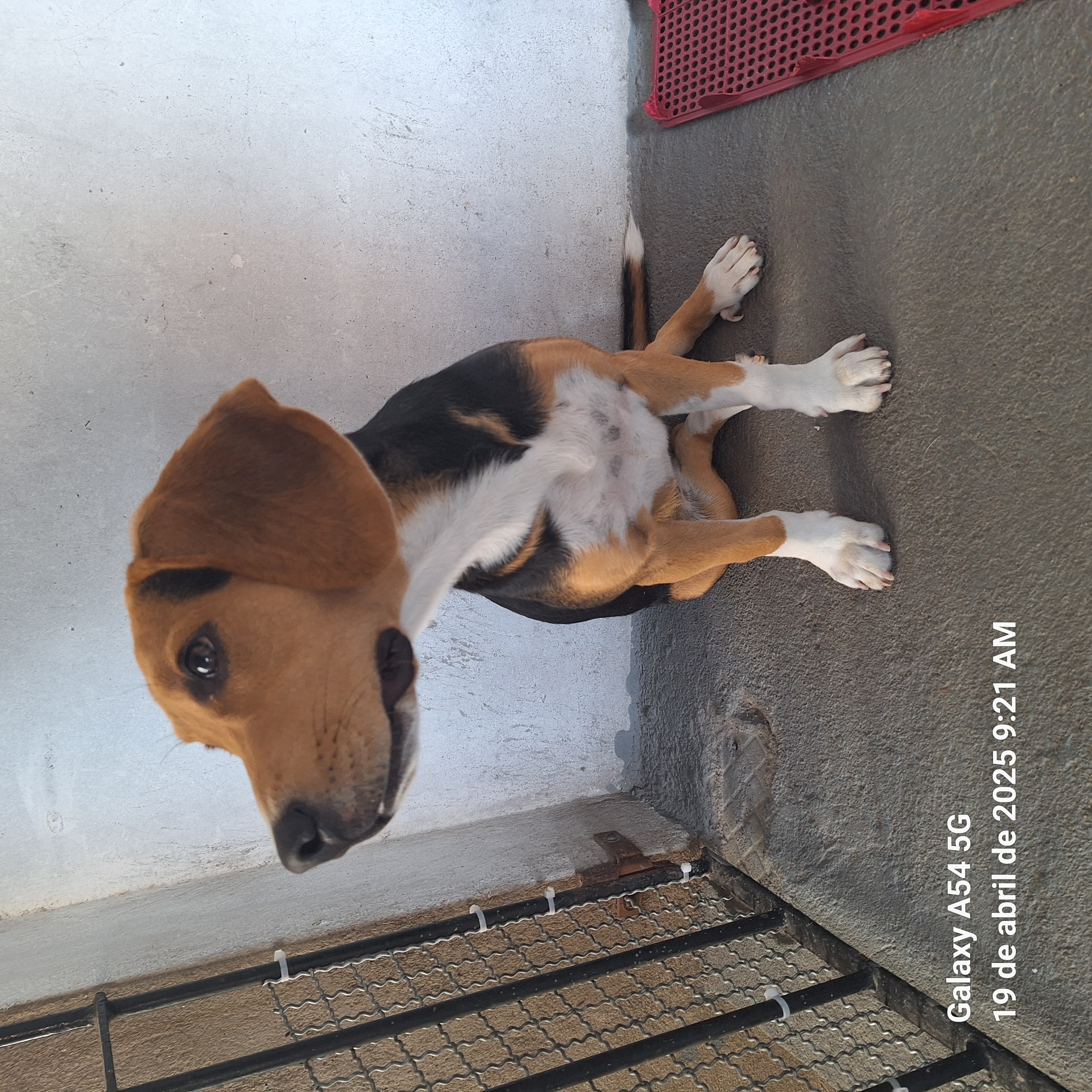 Portal Vendocão Beagle  Serra
