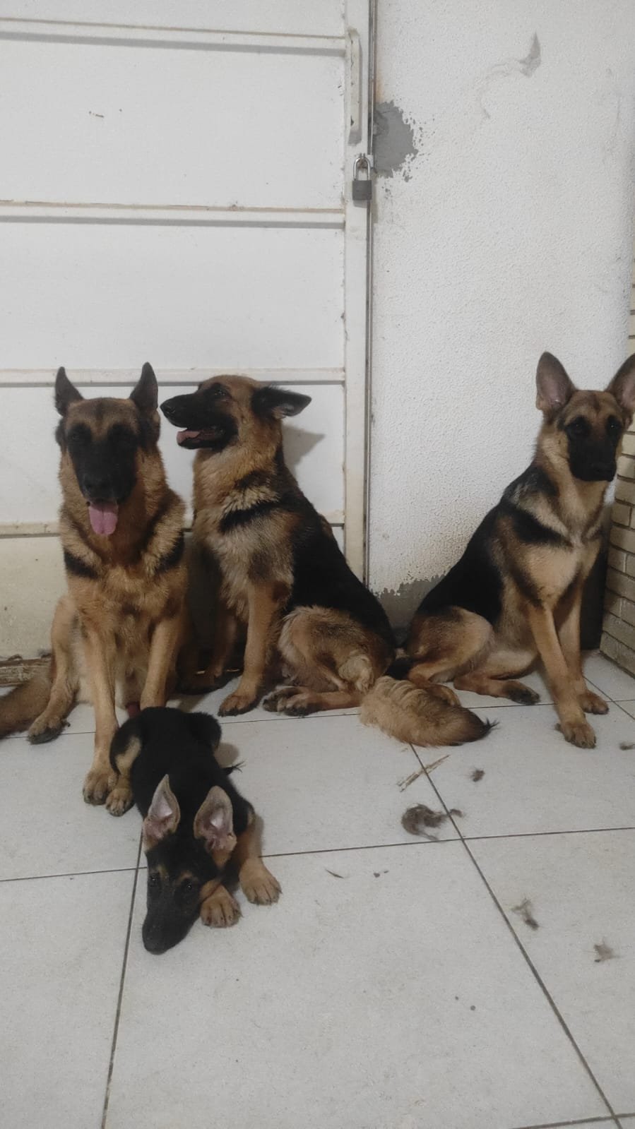 Filhote de Pastor Alemão  - Foto 1