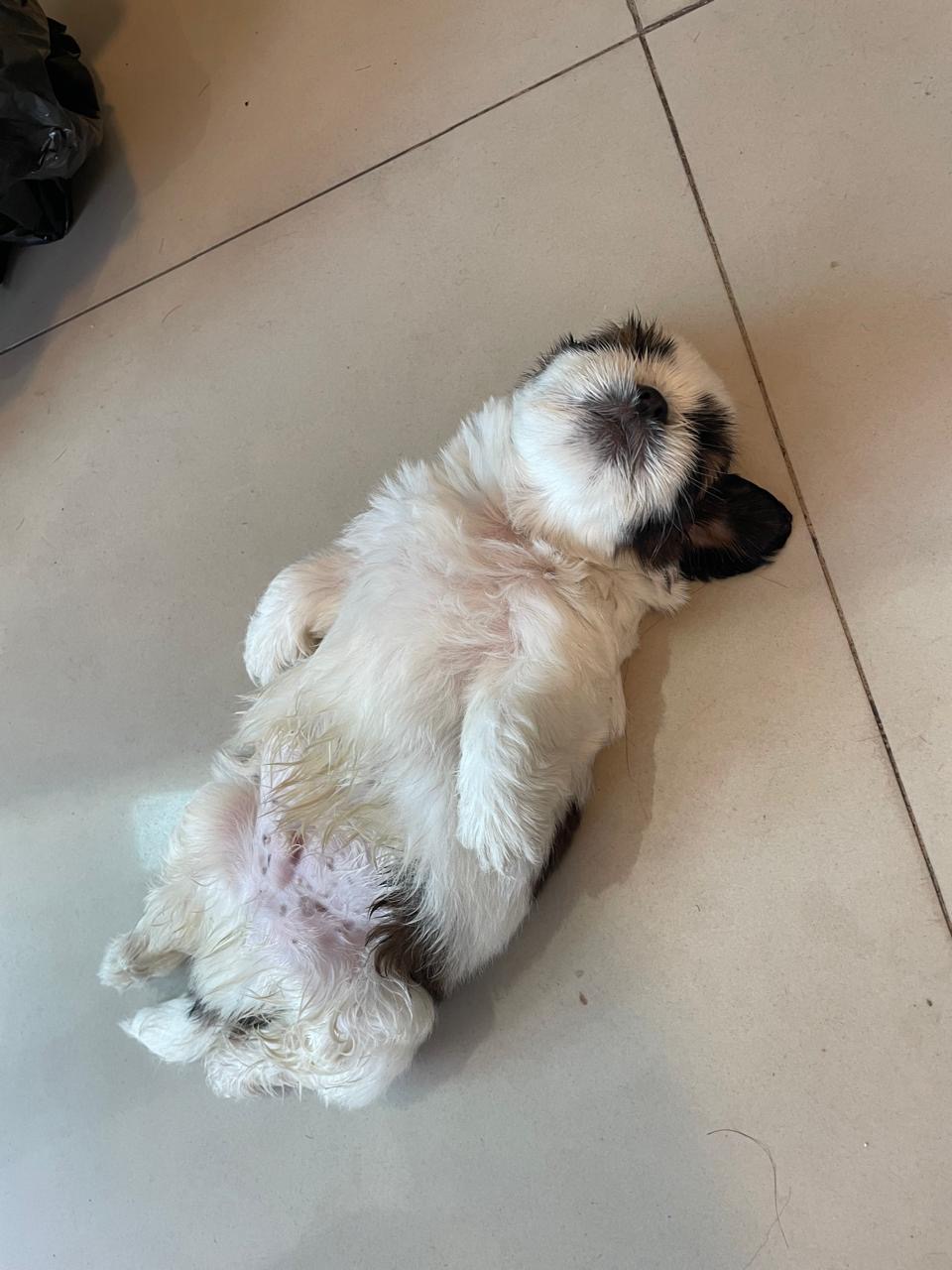 Filhote shih tzu macho  - Foto 1