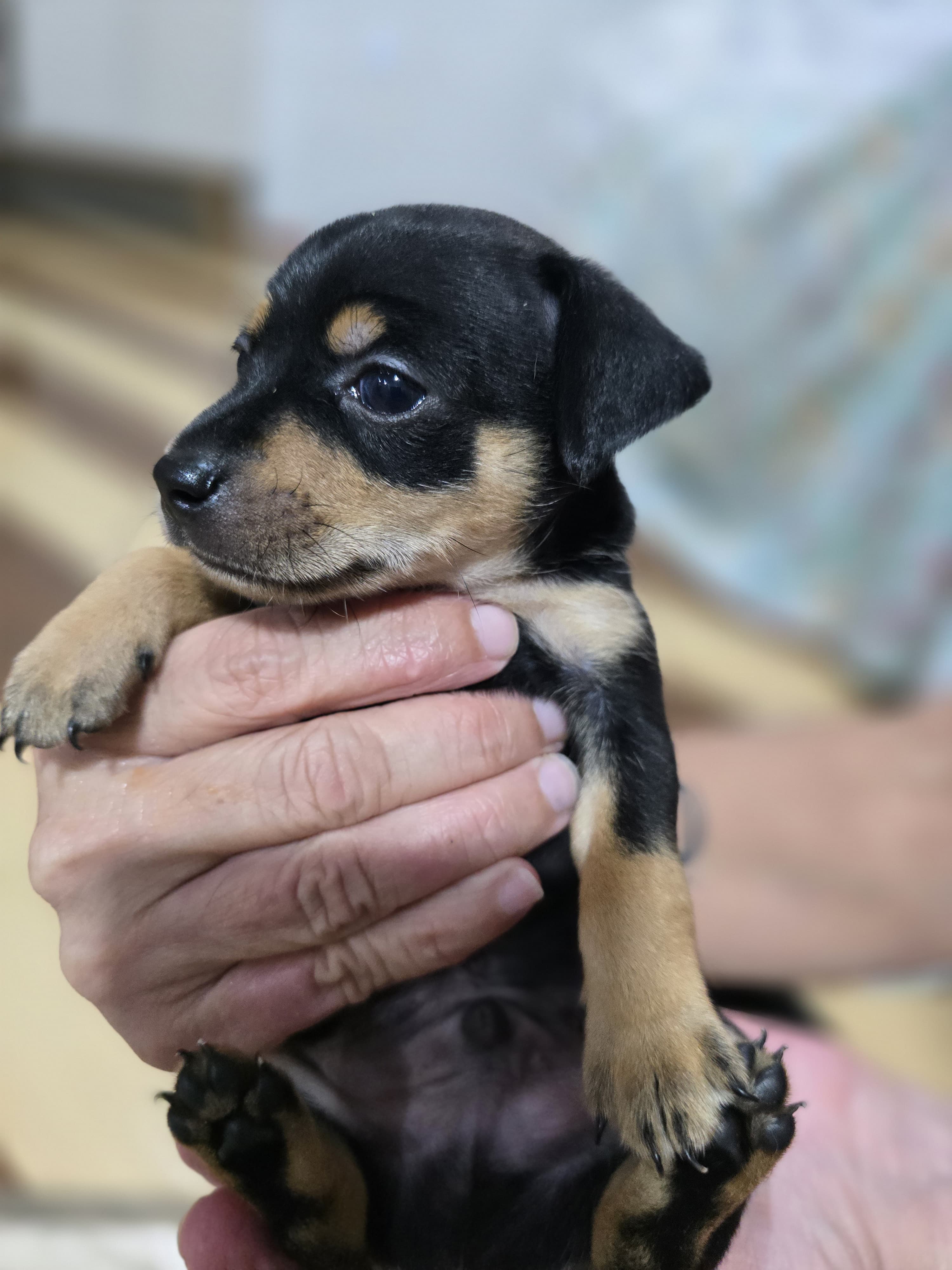 FILHOTES PINSCHER ZERO - Foto 1