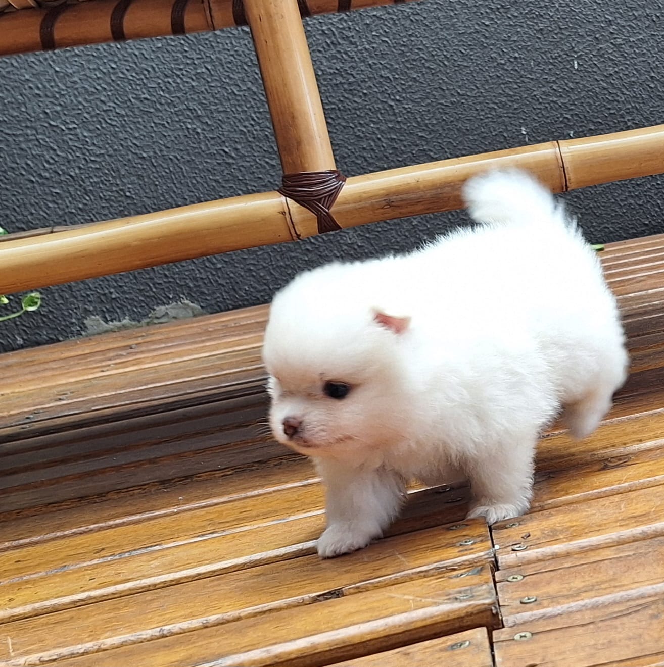 Portal Vendocão 2 filhotes de spitz alemão (macho) LONDRINA