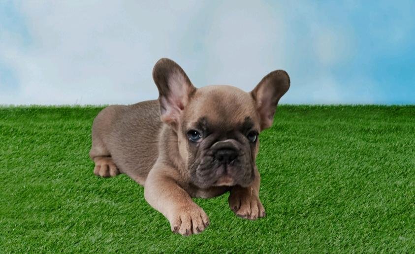 Vendo filhote de Bulldog Francês  - Foto 1
