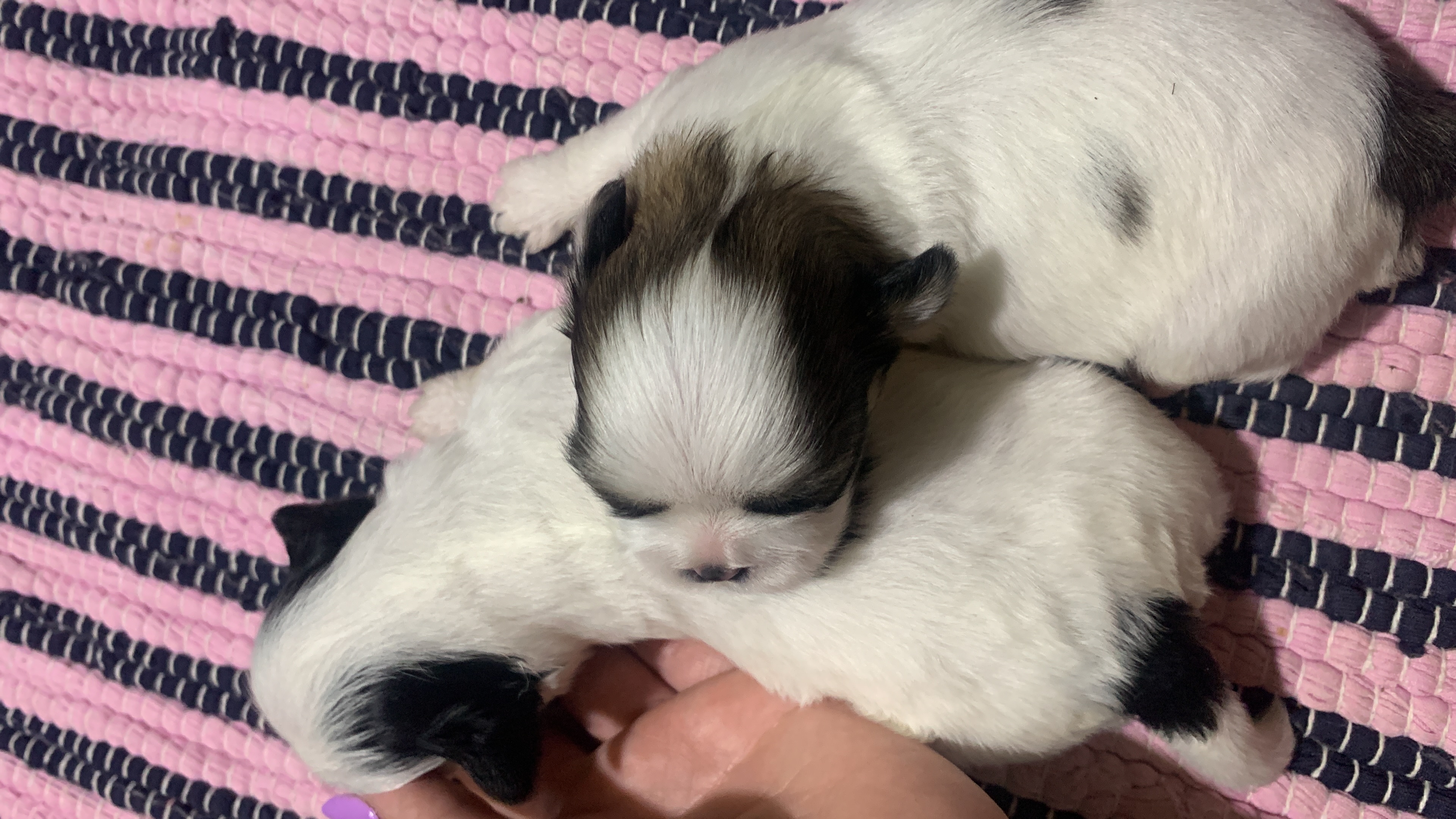 Vendo ninhada de Mini shitszu  - Foto 2