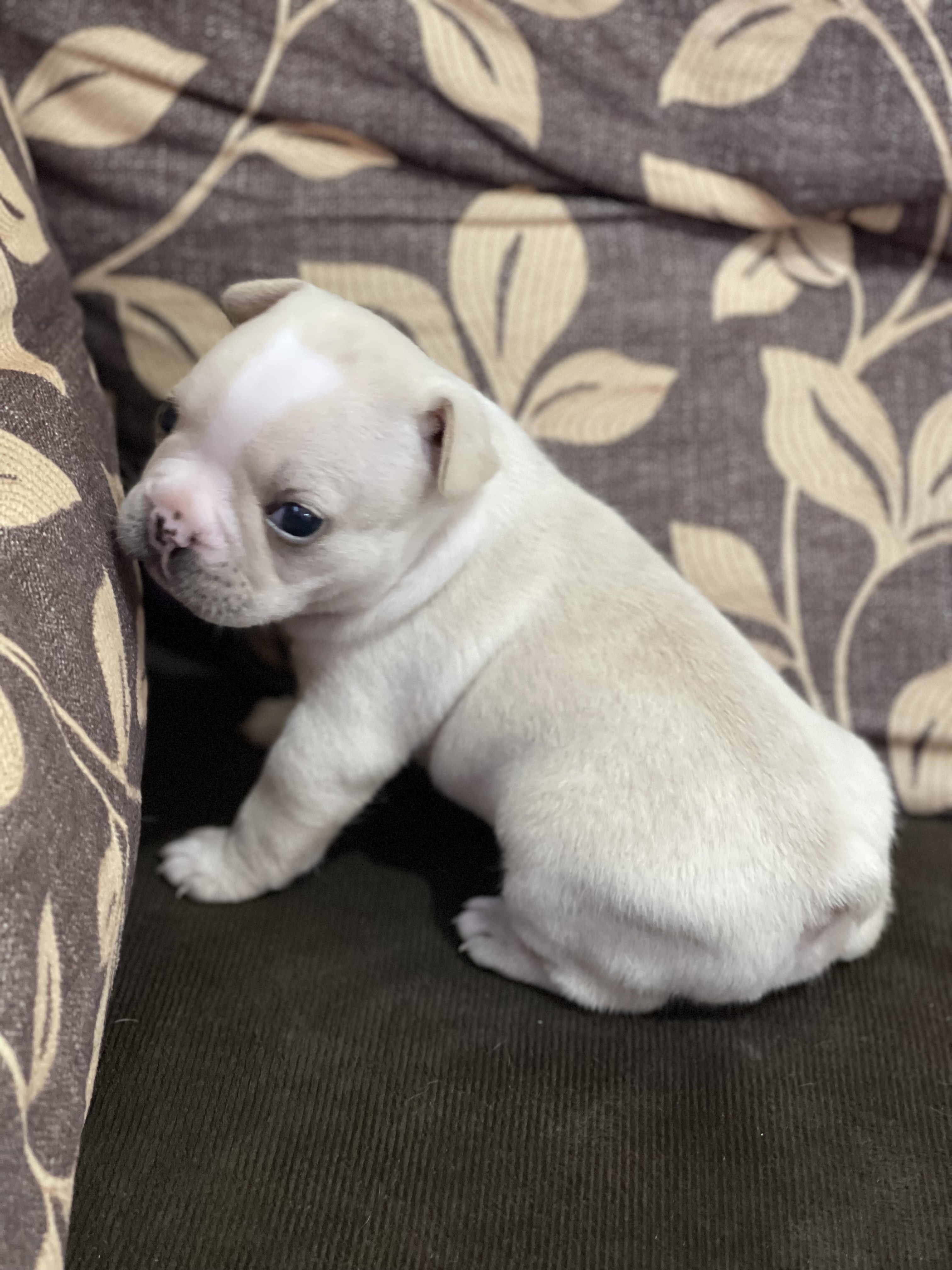 Portal Vendocão Filhote de Bulldog Francês Palmeira dos Índios 