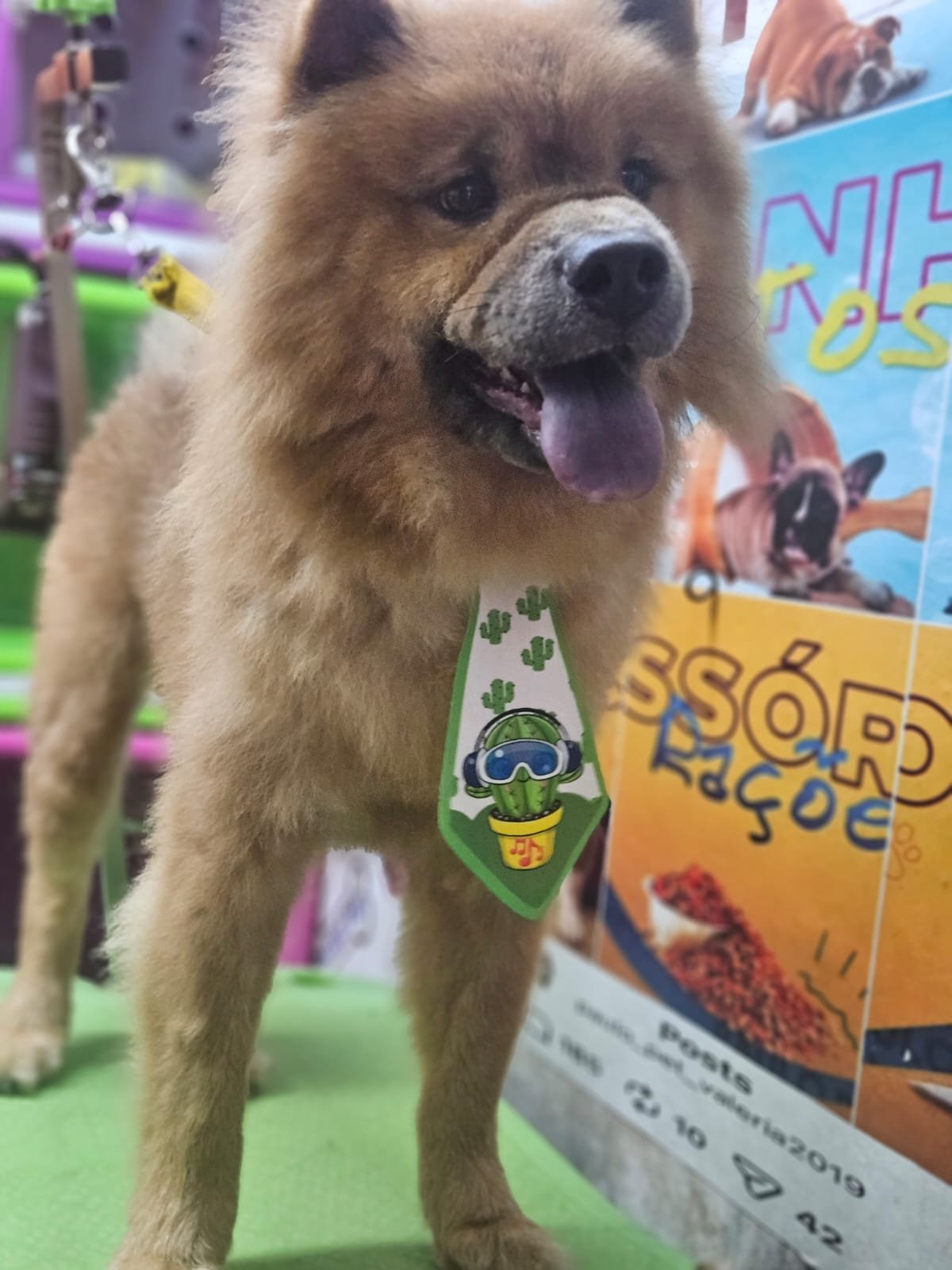 Animal super dócil, é adestrado e super educado. Gosta muito de brincar e de atenção.