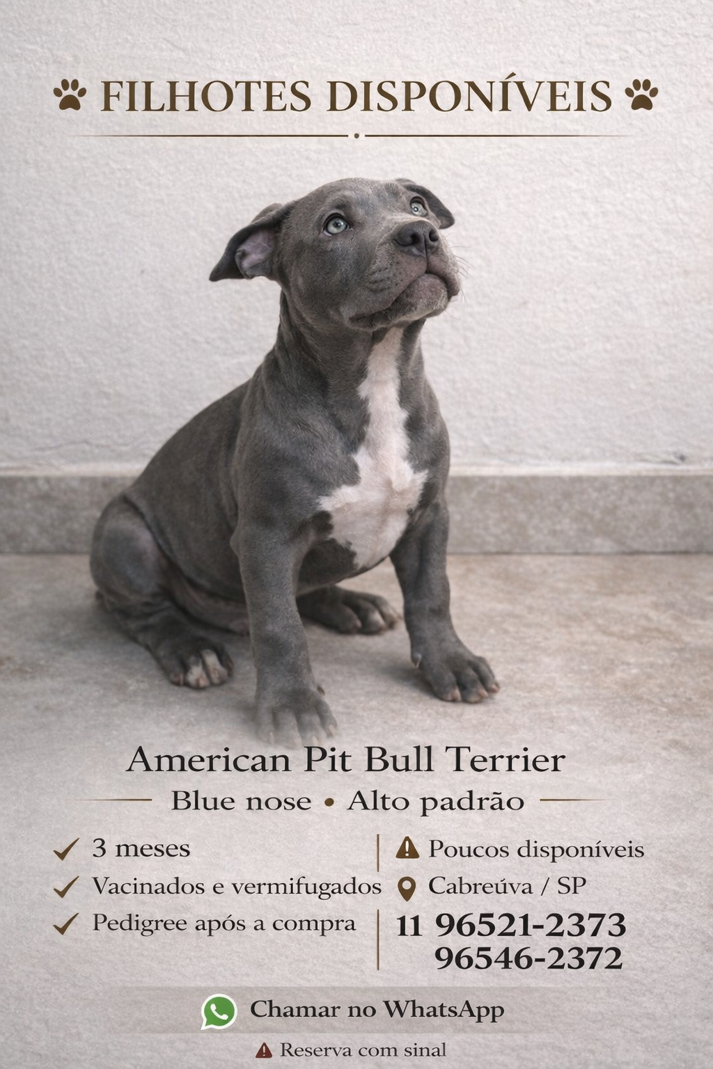 Filhotes Pitbull Blue Nose – Alto Padrão – Vacinados + Pedigree