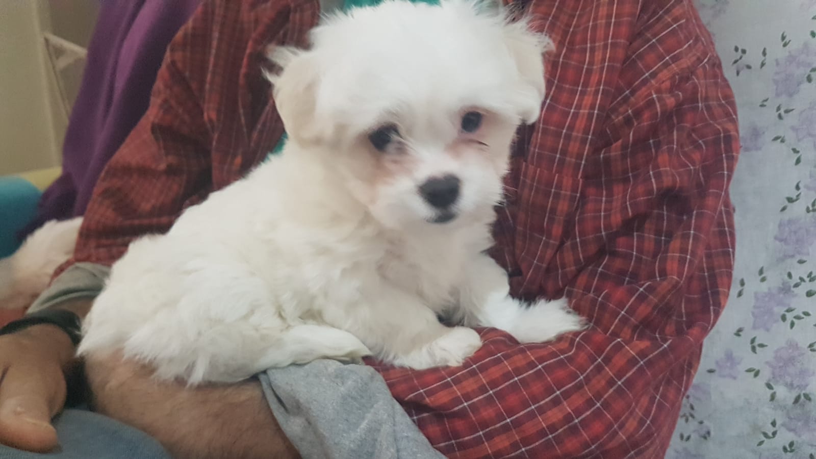 Portal Vendocão Filhote de Maltês Porto Alegre