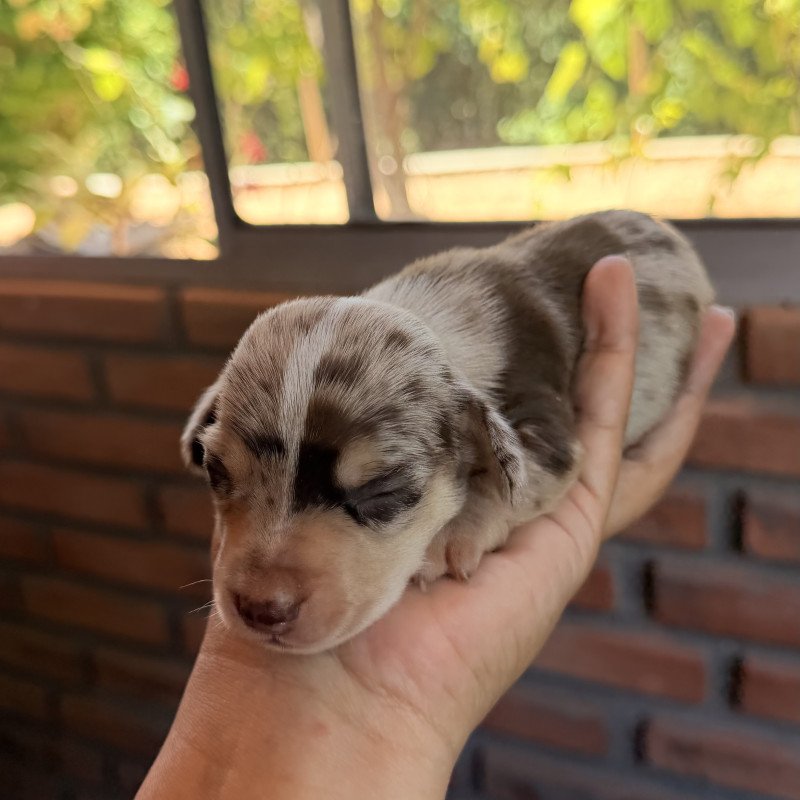 Filhotes de Daschund/ Salsichinha/Basset