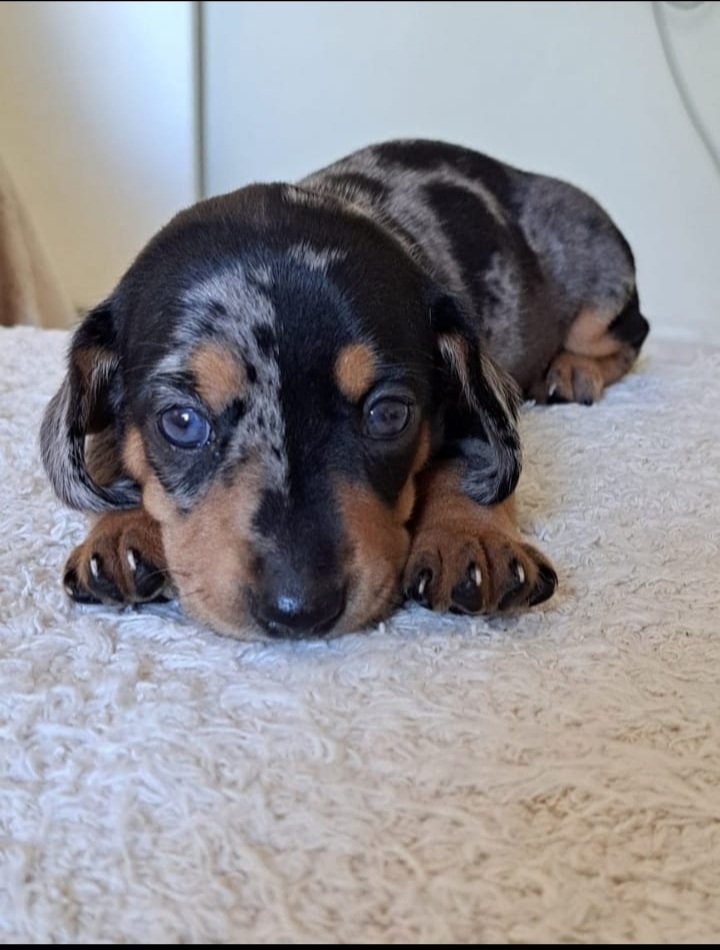 Portal Vendocão Dachshund (basset teckel salsicha) arlequim  Duque de Caxias