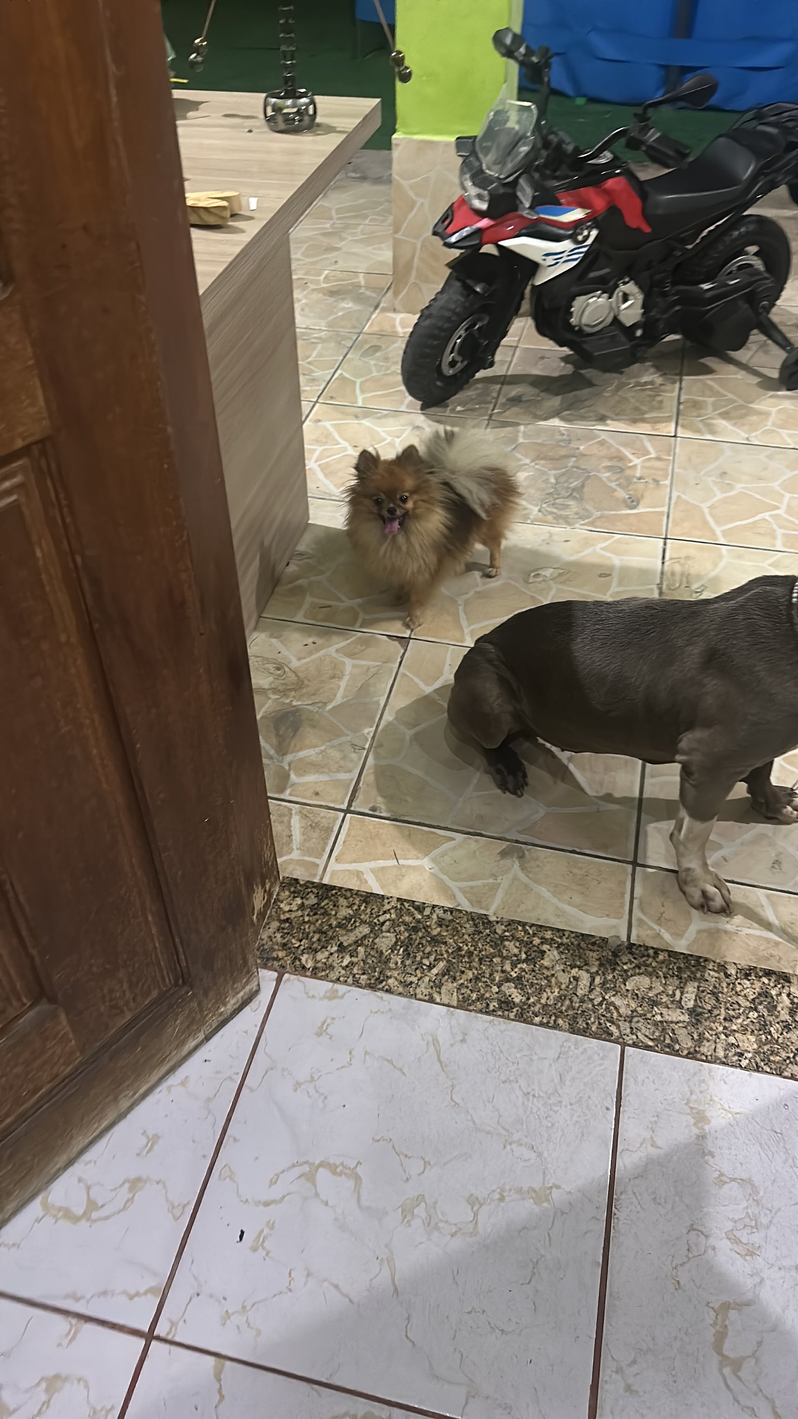 Disponível uma cadelinha de spliz alemão  - Foto 1