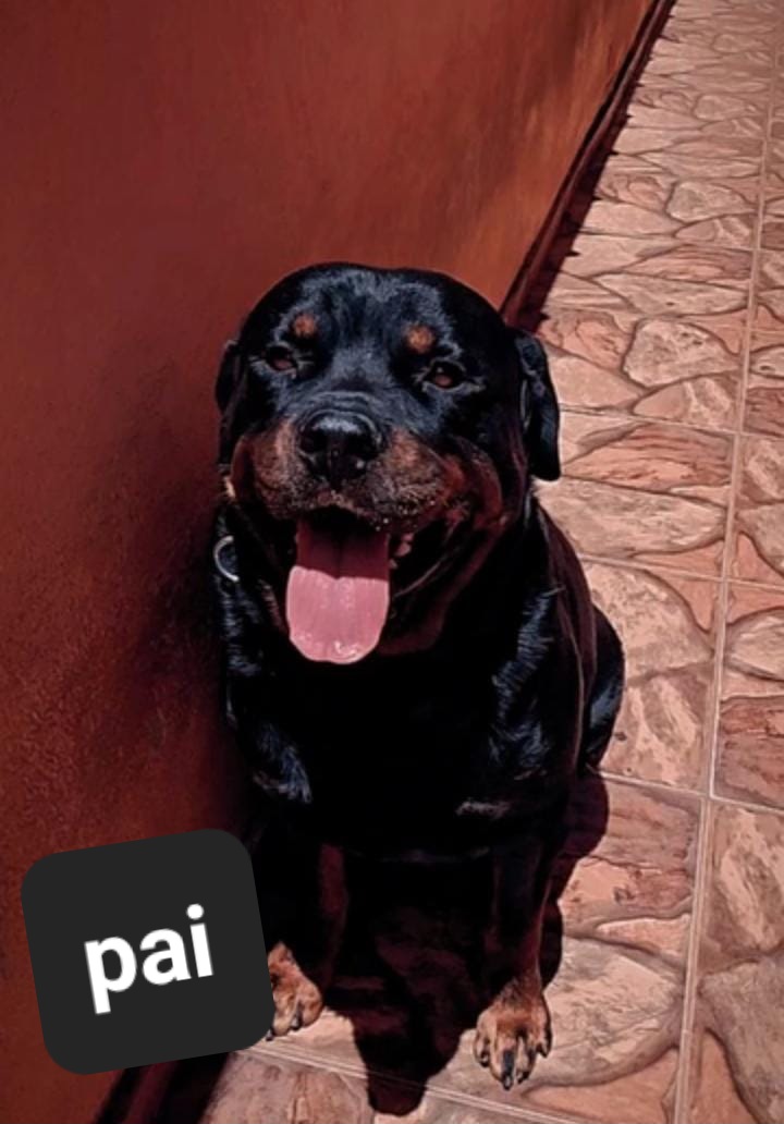 Lindos filhotes de rottweiler  - Foto 2
