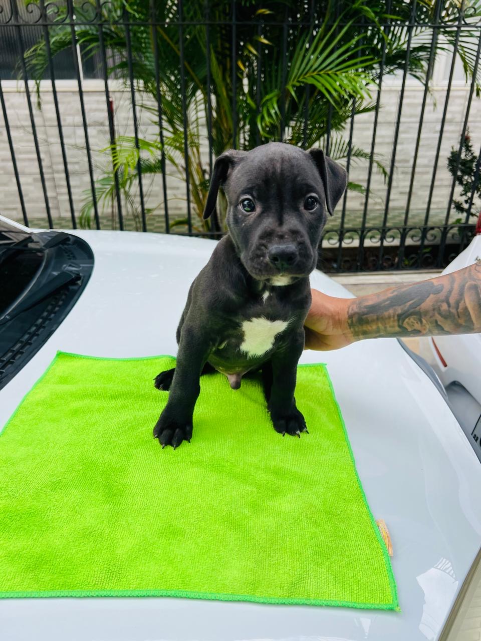 Portal Vendocão Filhotes de Pitbull  Salvador 