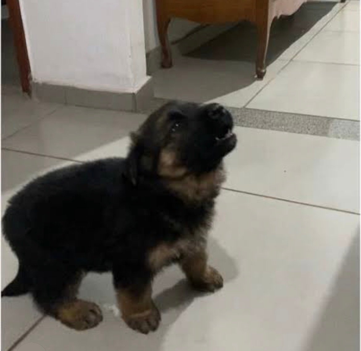 Lindos filhotes legítimos pastor alemão , comendo bebendo vermifugados pai e mãe no local originais , mãe atena pai hulk avós Zeus e Kiara linhagem familiar